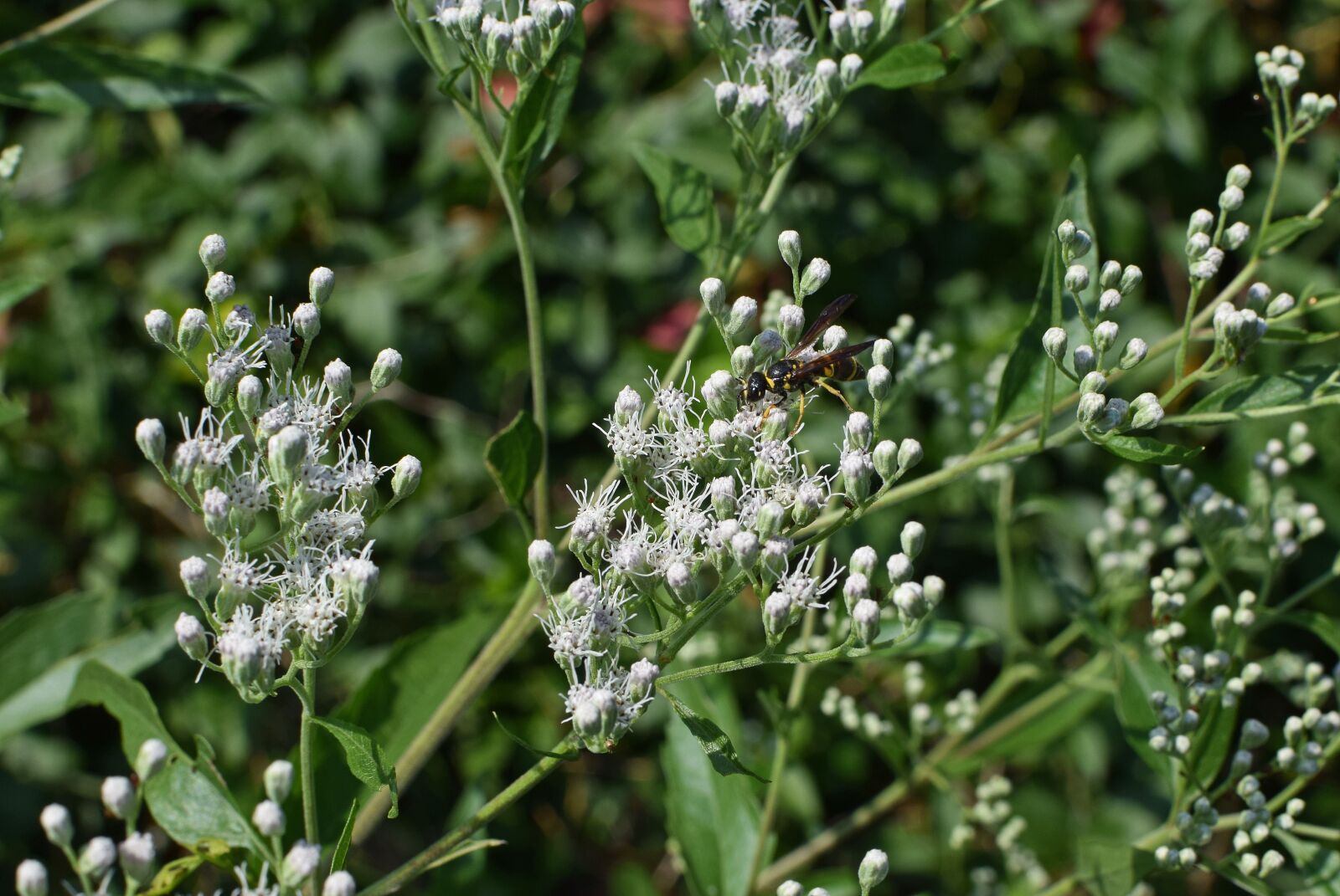 Nikon D3300 sample photo. Wasp on snakeweed, insect photography