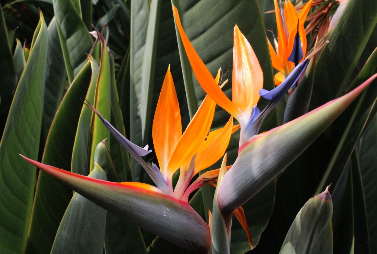 Canon EOS 600D (Rebel EOS T3i / EOS Kiss X5) sample photo. Bird of paradise flower photography