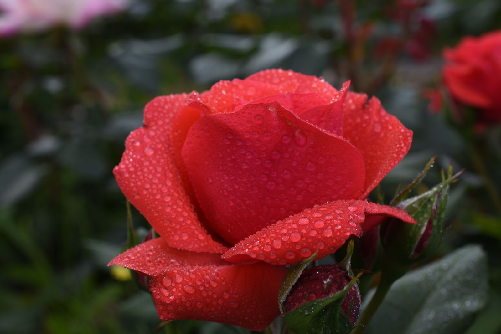 Nikon D7200 sample photo. Rose, trickle, affix photography