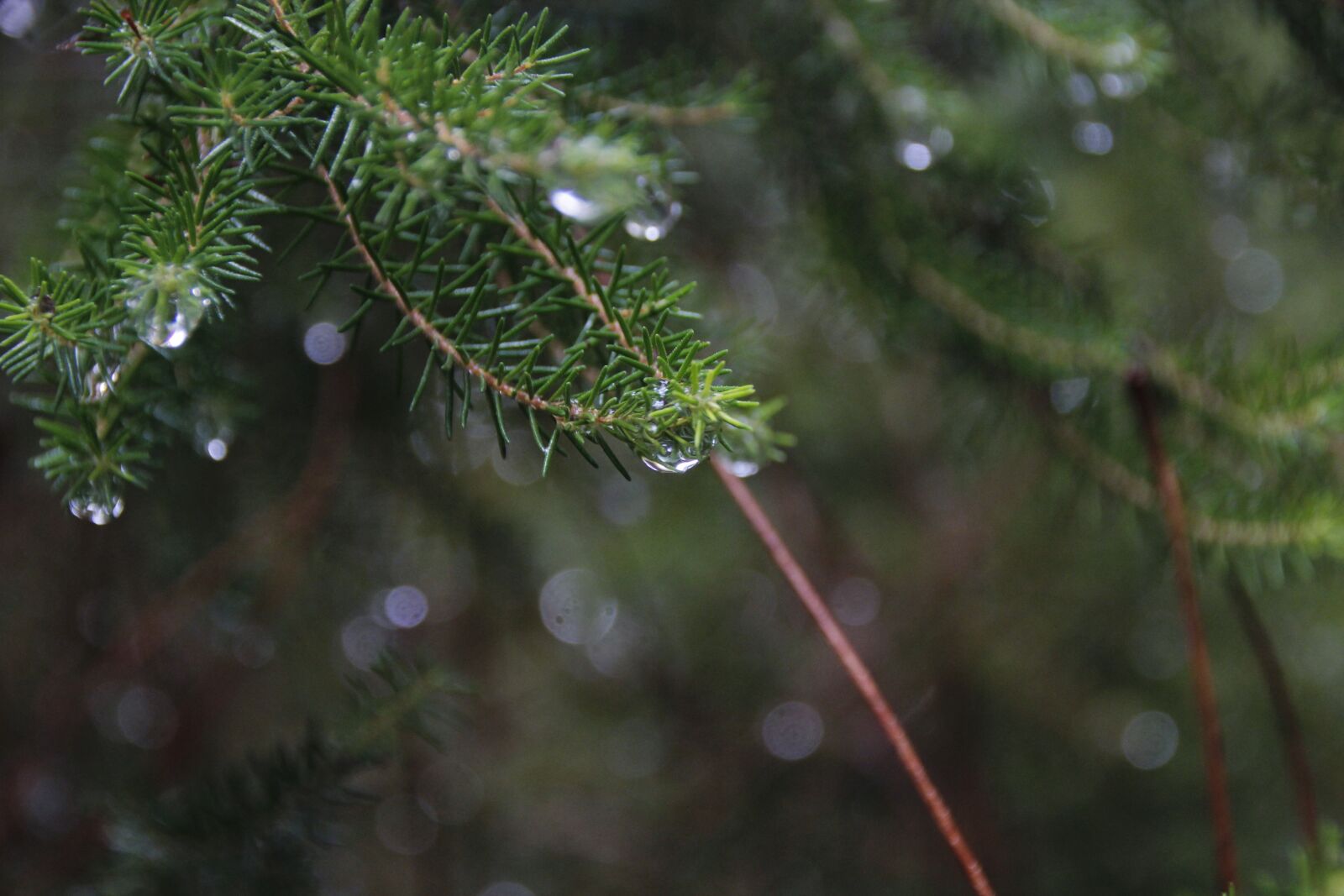 Canon EOS 600D (Rebel EOS T3i / EOS Kiss X5) sample photo. Rain, water, nature photography