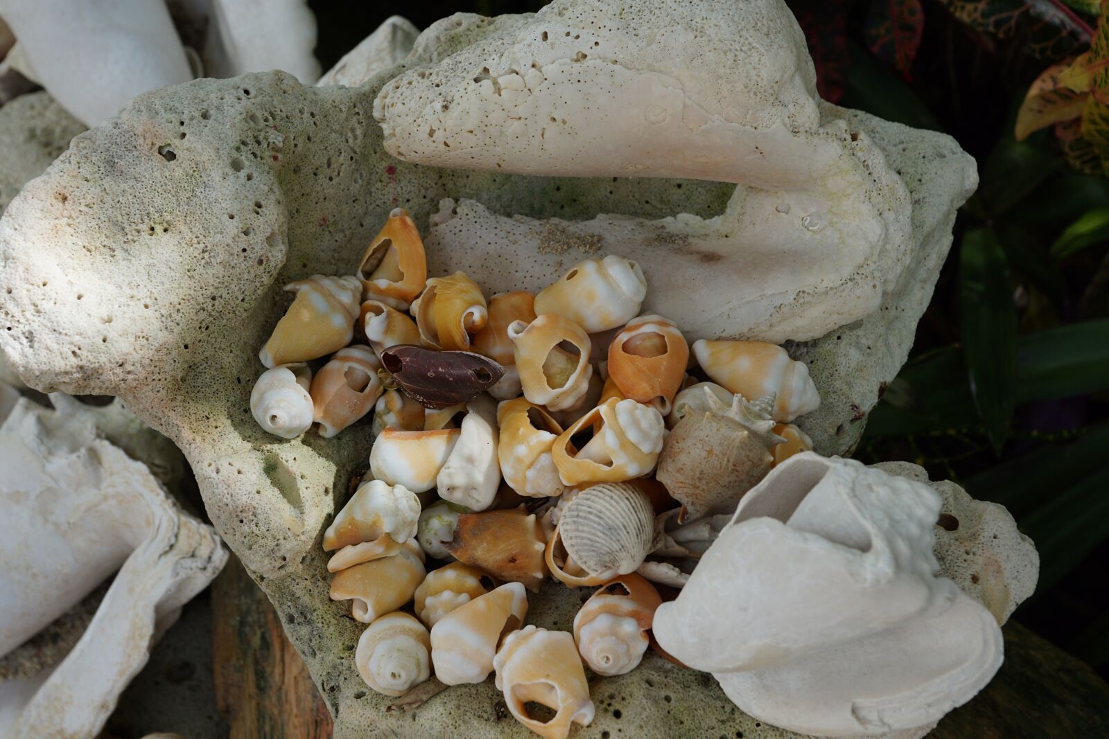 Sony DT 16-50mm F2.8 SSM sample photo. Mussels, white, beach photography