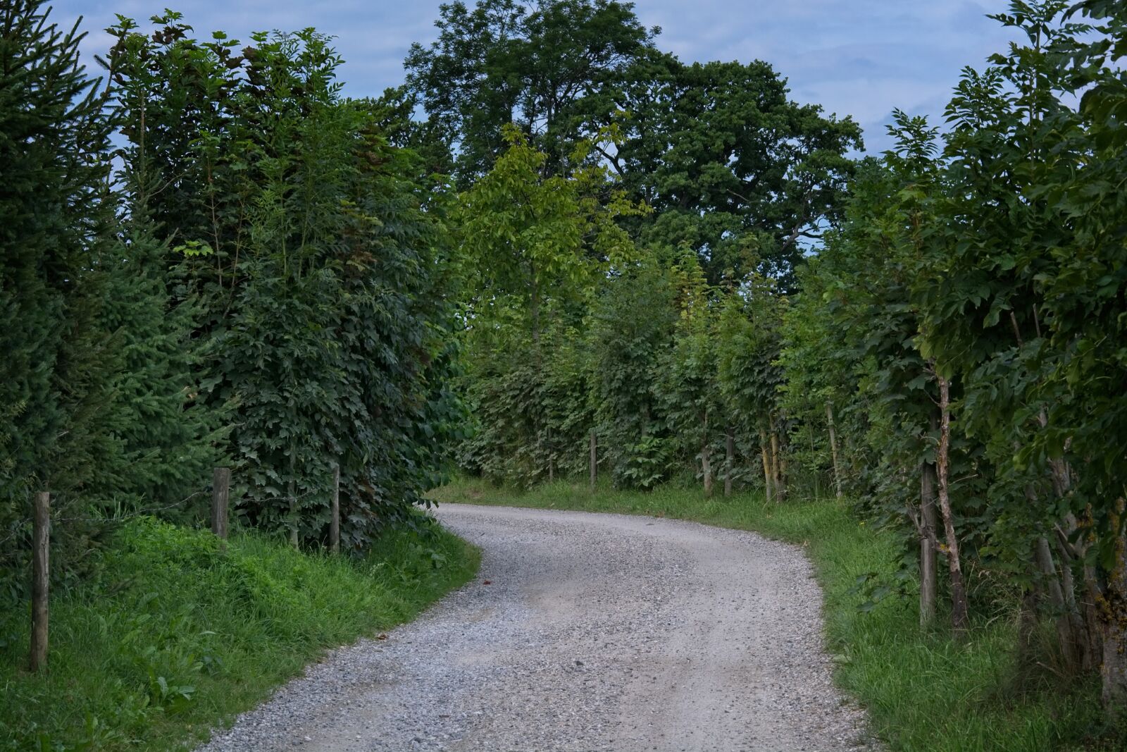 Nikon D7100 sample photo. Away, nature trail, trees photography
