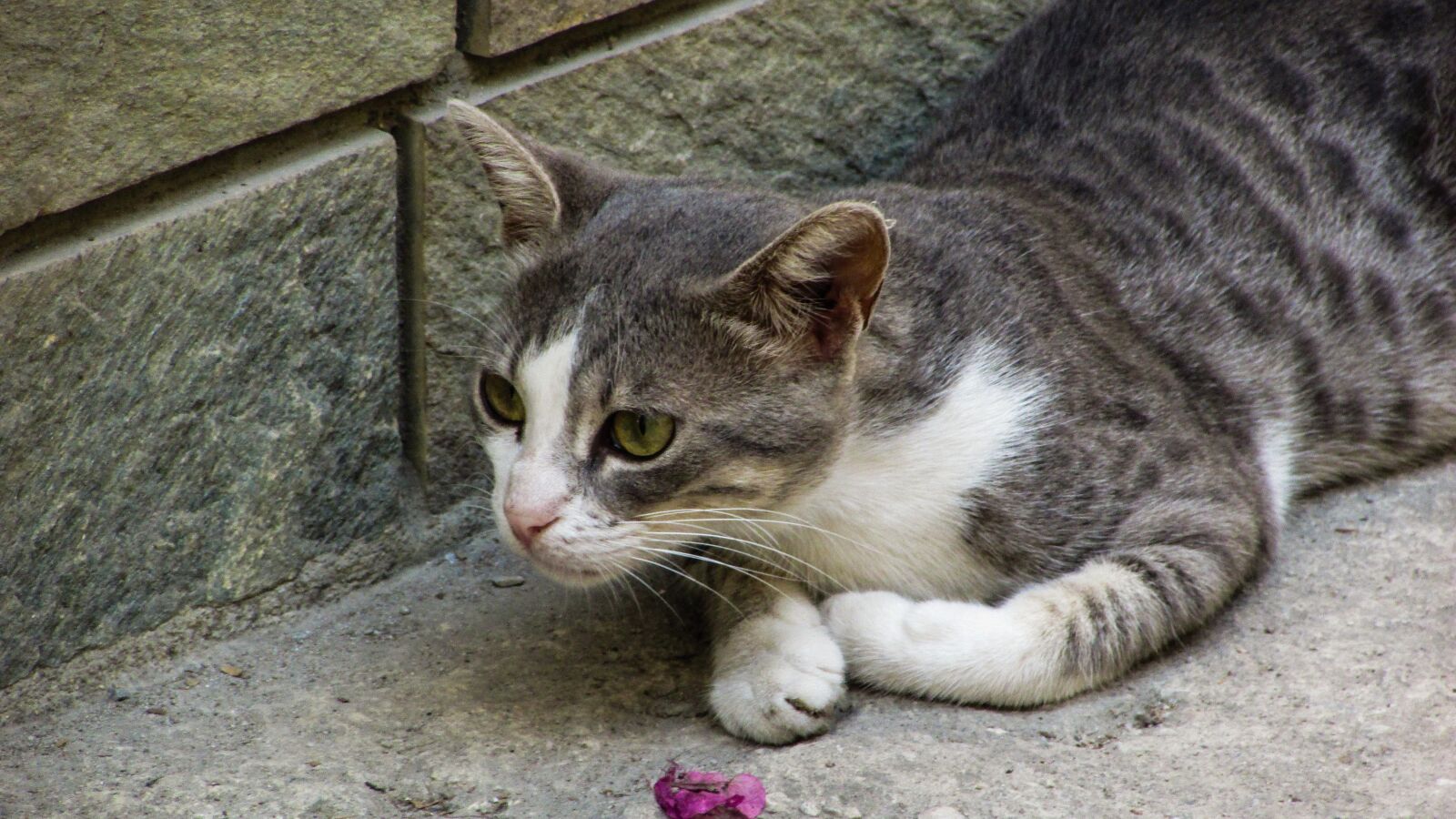 Canon PowerShot SX400 IS sample photo. Cat, stray, grey photography