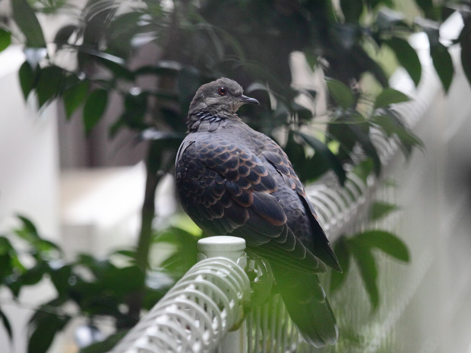 Canon EF 70-200mm F4L IS USM sample photo. Bird, pigeon photography