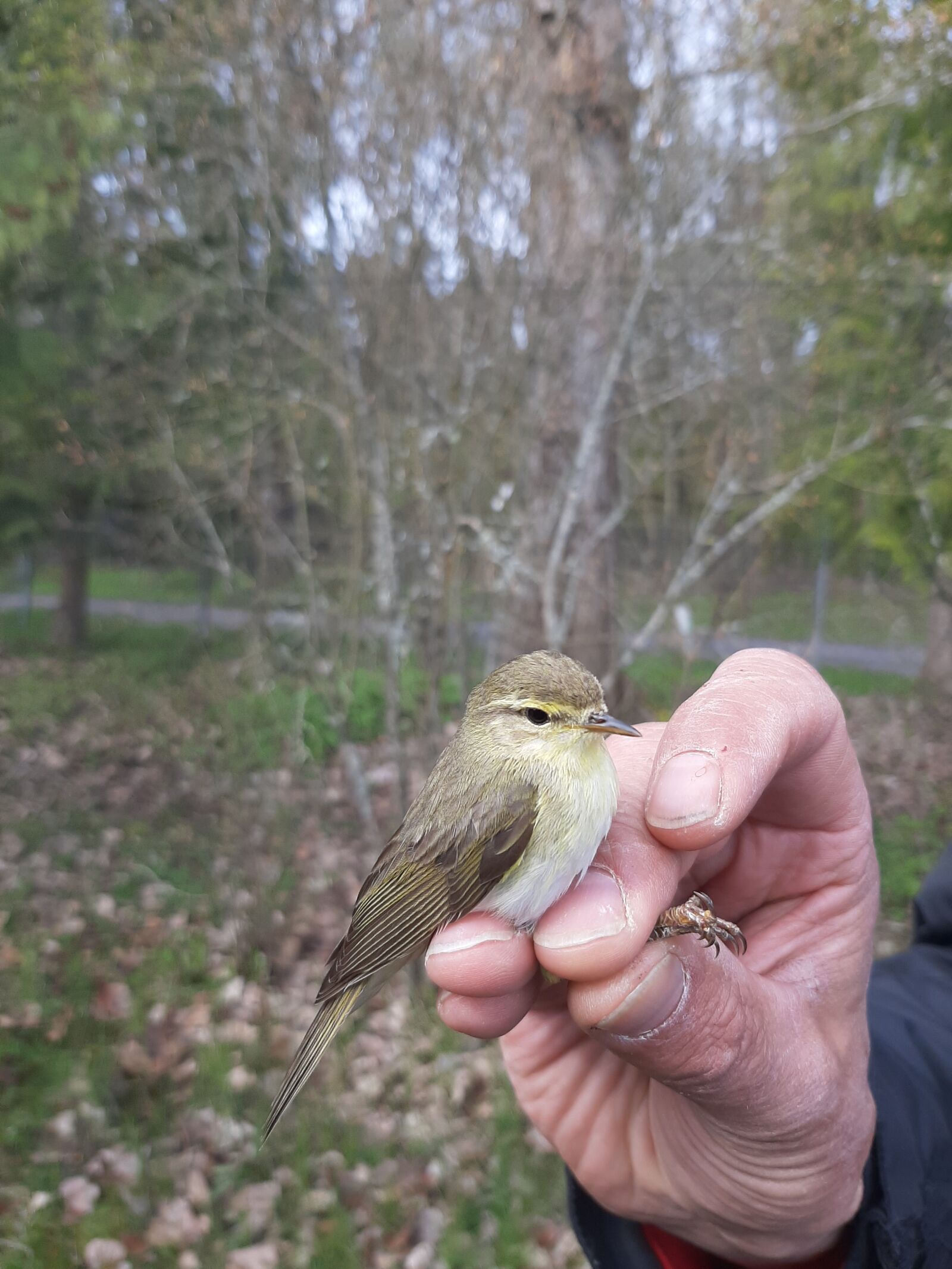 Samsung Galaxy A50 sample photo. Phylloscopus trochilus, willow warbler photography