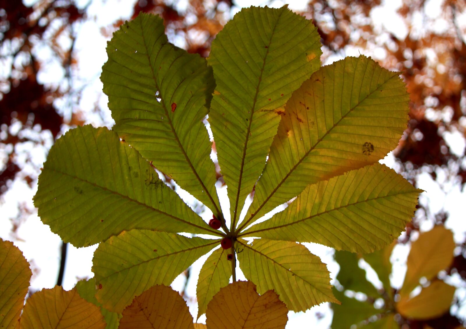 Canon EOS 1200D (EOS Rebel T5 / EOS Kiss X70 / EOS Hi) sample photo. Chestnut, sheet, autumn photography