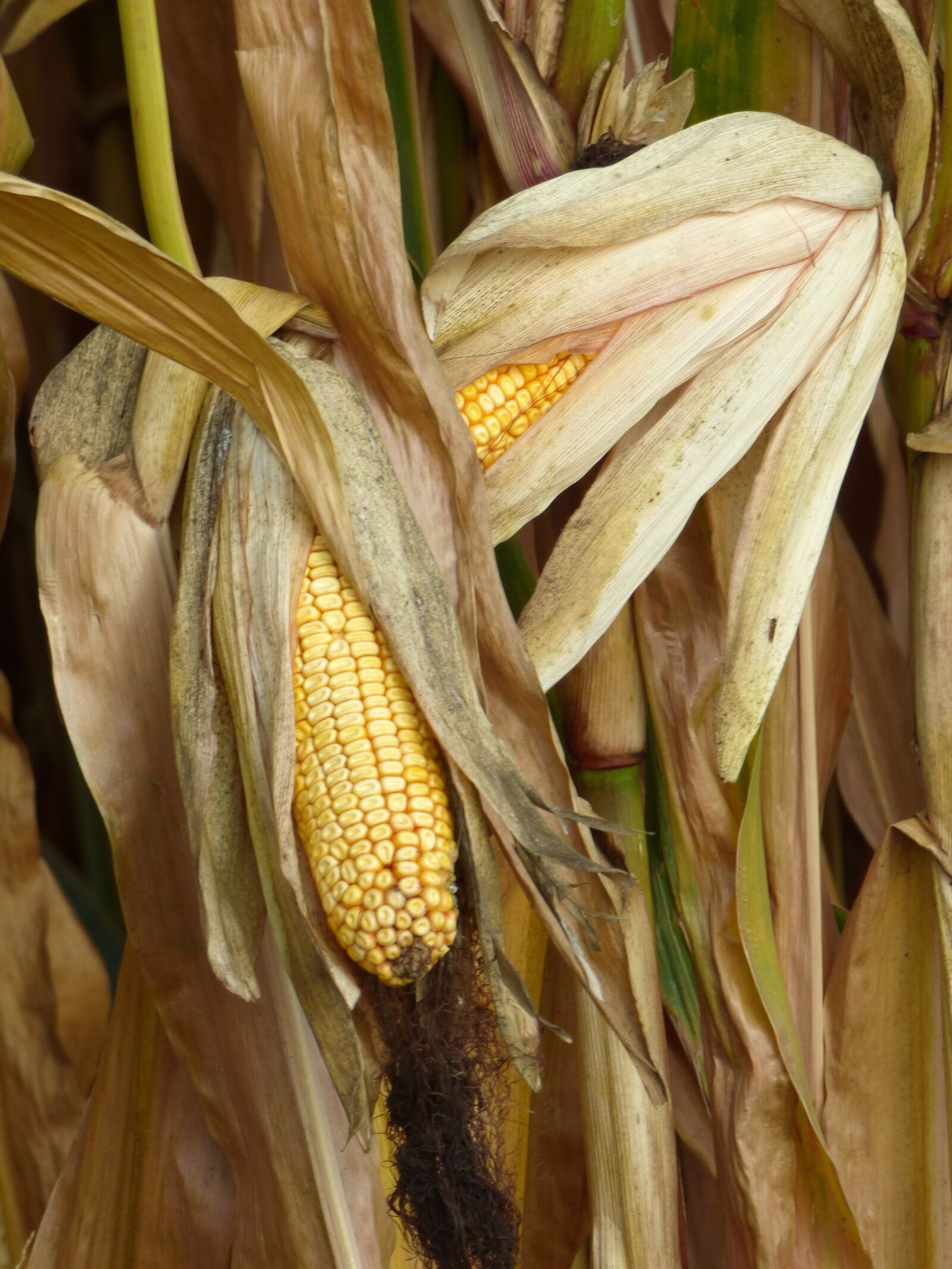 Panasonic DMC-FZ72 sample photo. Harvest, corn, leaves photography