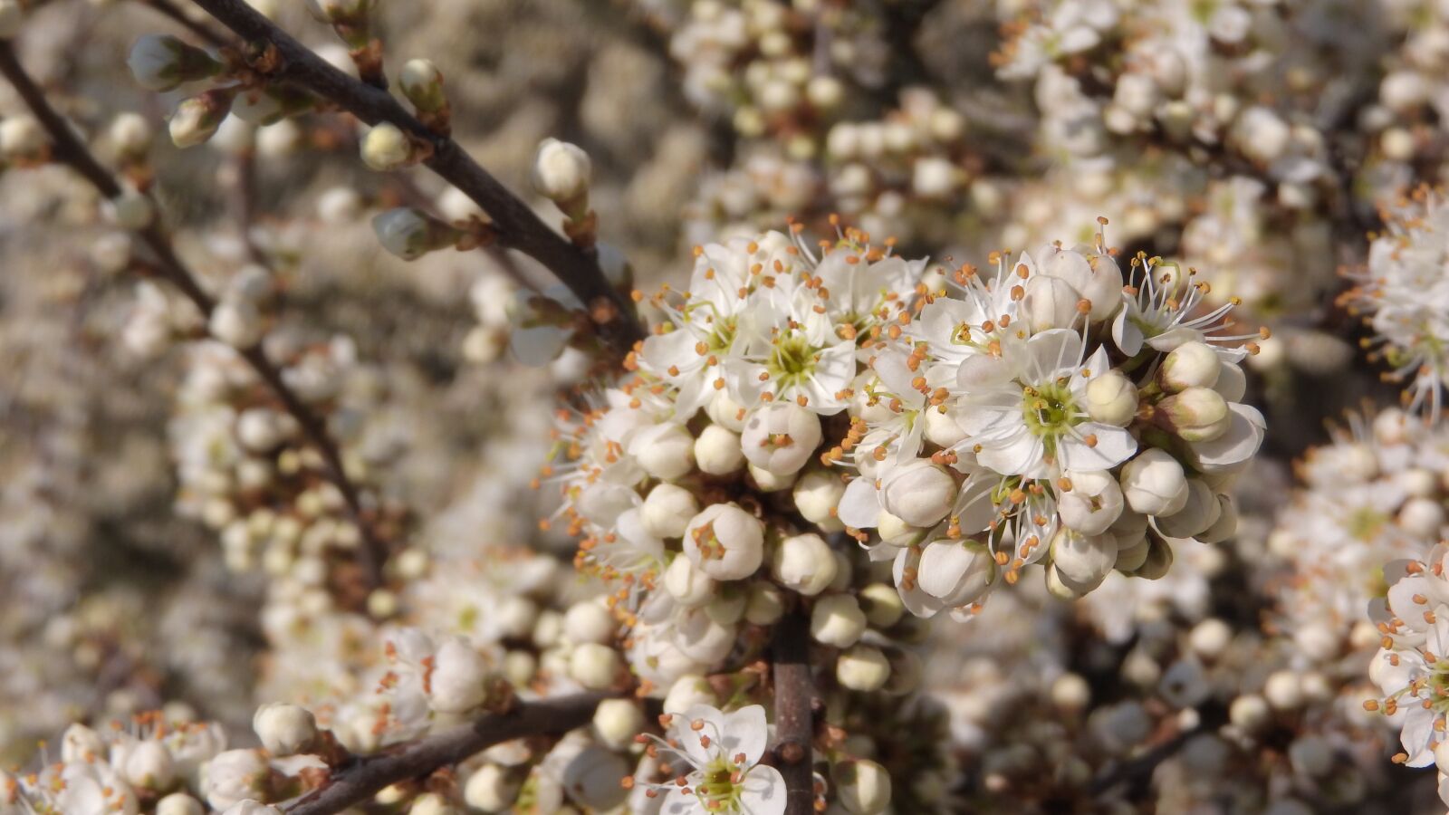 Nikon Coolpix P610 sample photo. White flowers, bush, vernal photography