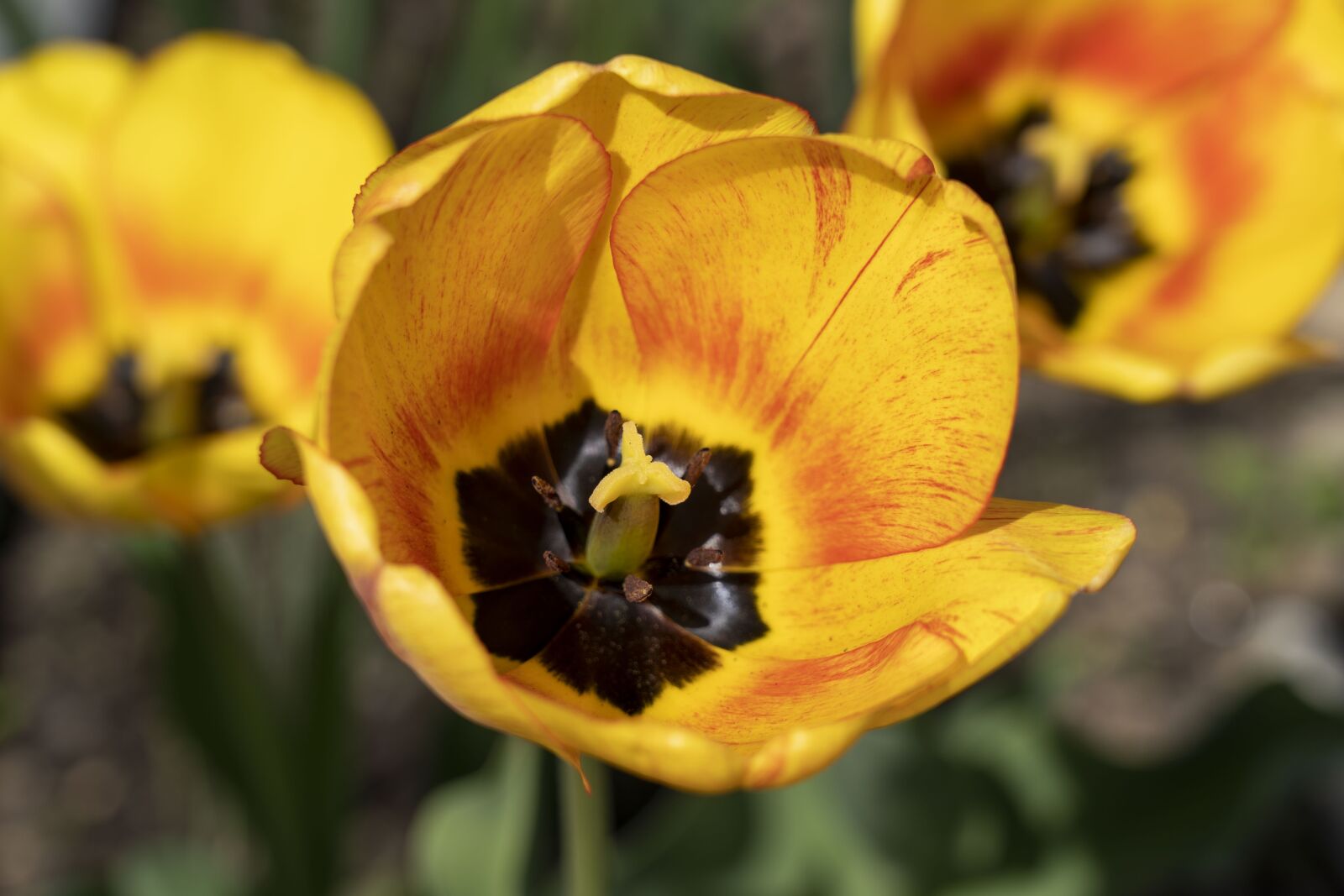 Sony FE 24-105mm F4 G OSS sample photo. Tulip, tulips, flower photography