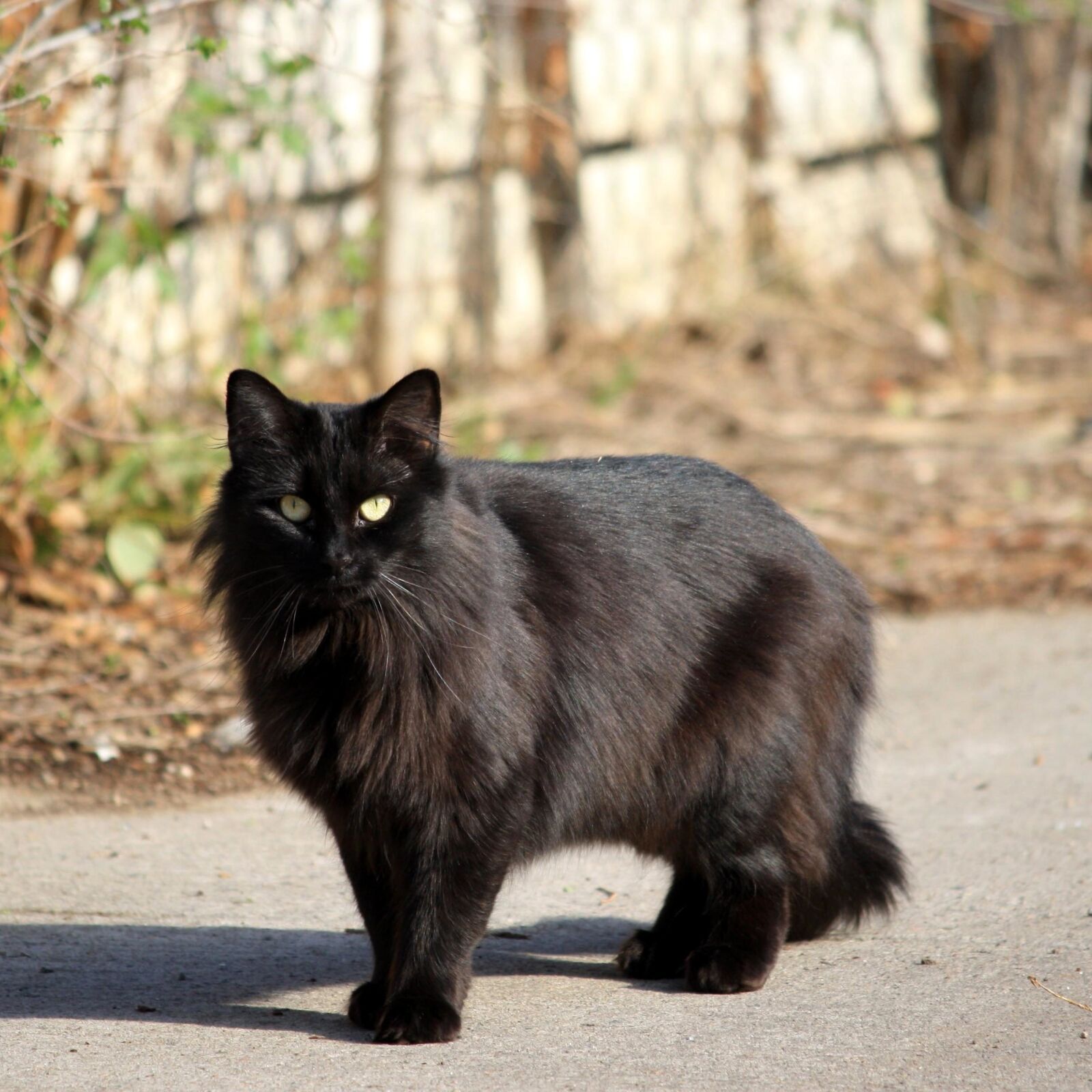 Canon EOS 1000D (EOS Digital Rebel XS / EOS Kiss F) + f/4-5.6 IS II sample photo. Black cat, longhaired cat photography