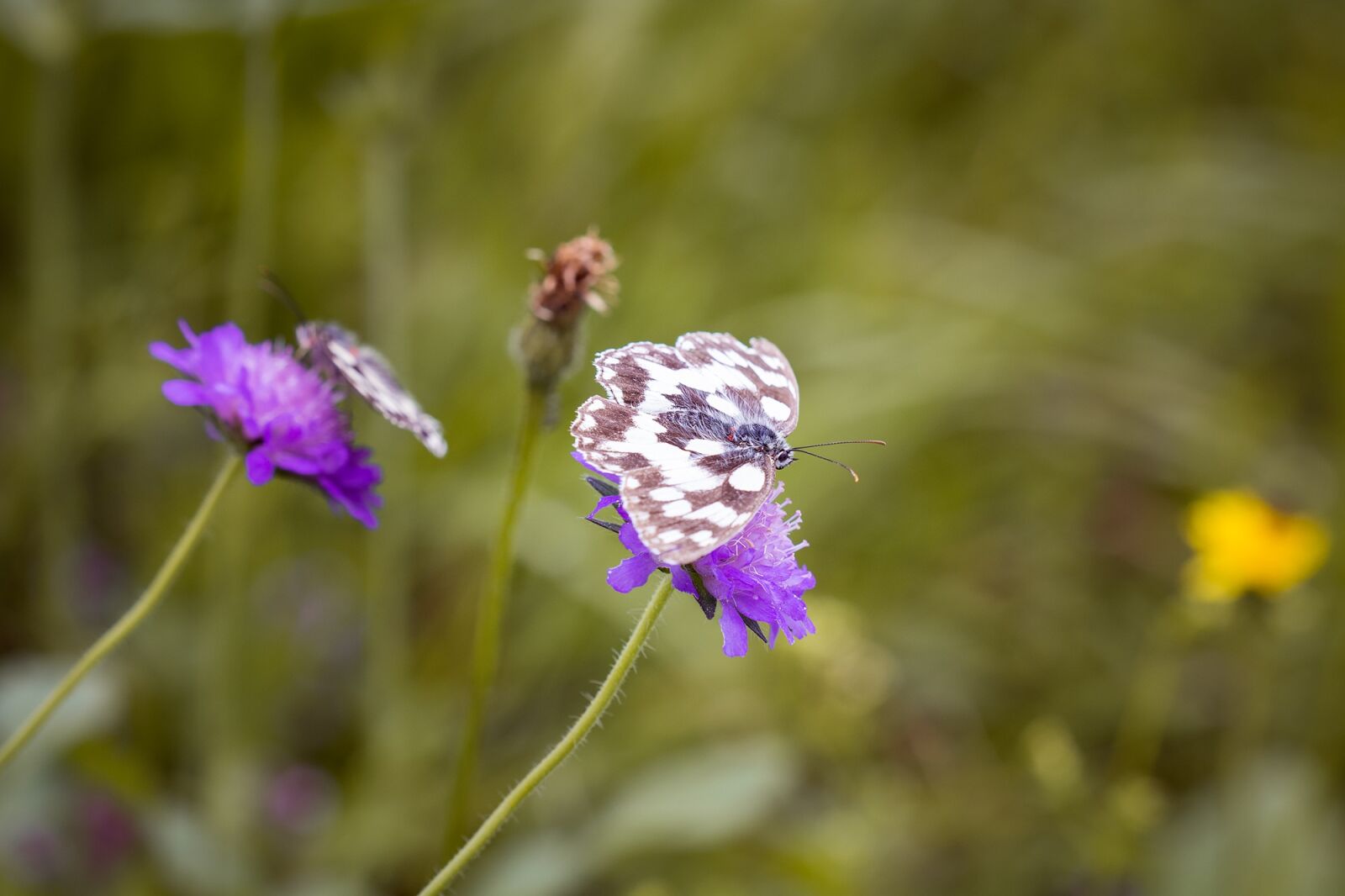 Nikon D7100 sample photo. Meadow, flower meadow, colorful photography