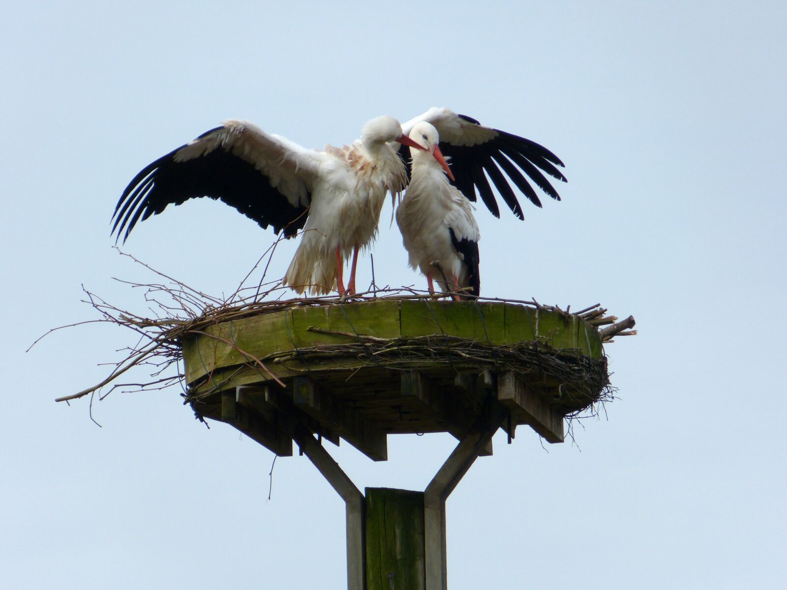 Panasonic Lumix DMC-FZ150 sample photo. Stork, f hr, whisper photography