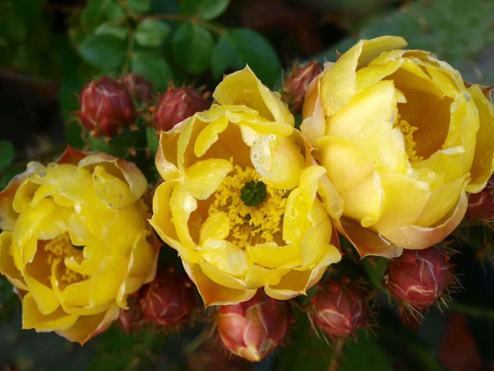 Olympus E-420 (EVOLT E-420) sample photo. Cactus, flower cactus, flowering photography