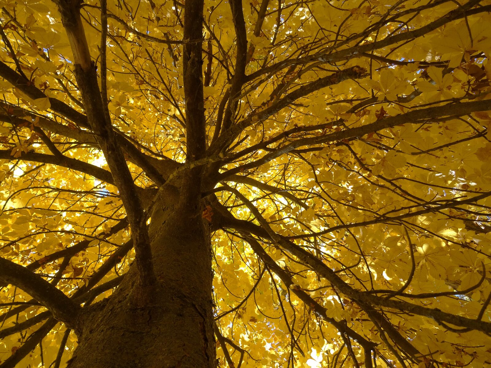 Sony DSC-HX50 sample photo. Tree, autumn, leaf photography