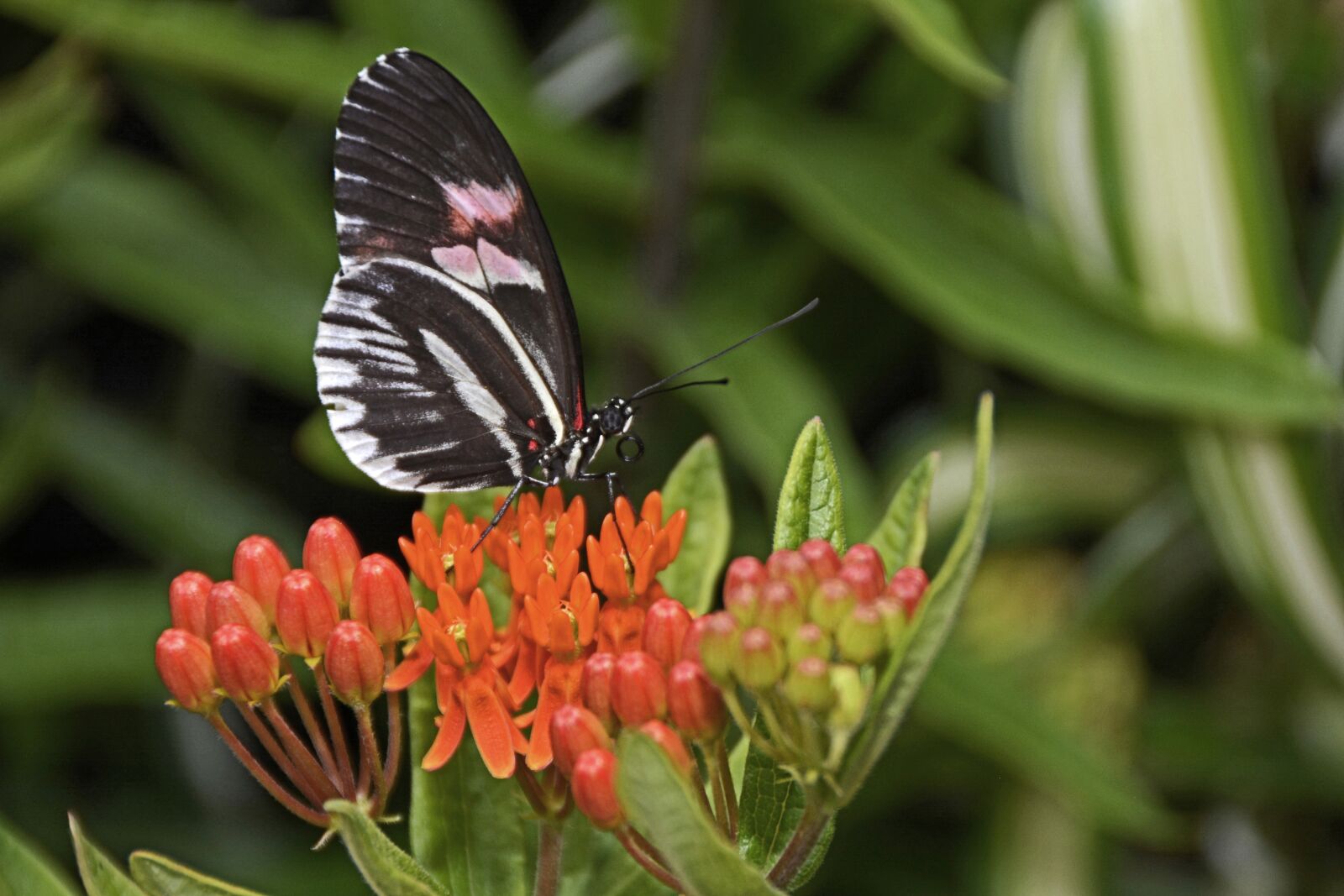 Nikon D7100 sample photo. Butterfly, insect, wing photography