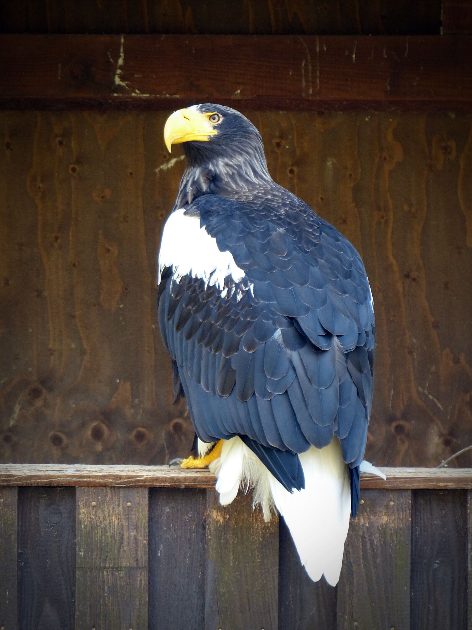 Panasonic Lumix DMC-FZ200 sample photo. Giant eagle, adler, bird photography