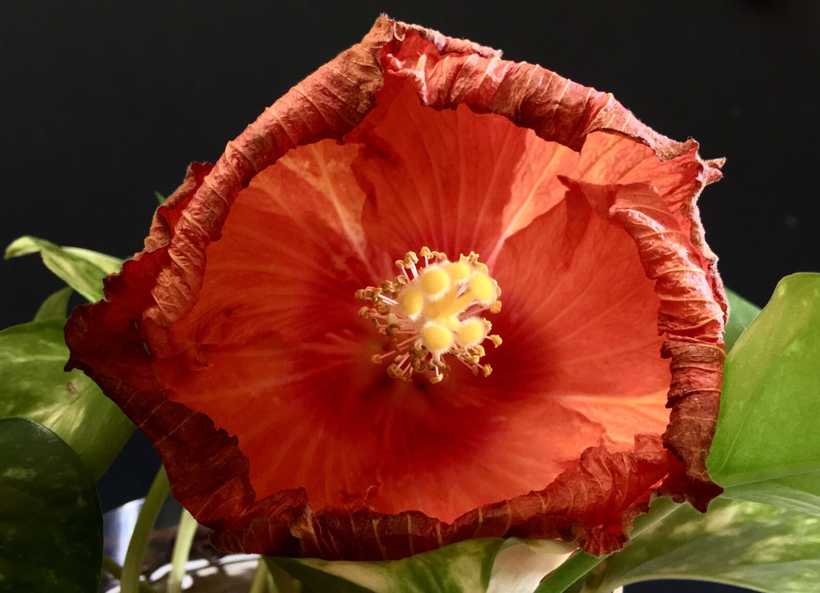 iPhone 6s Plus back camera 4.15mm f/2.2 sample photo. Hibiscus orange, petals orange photography
