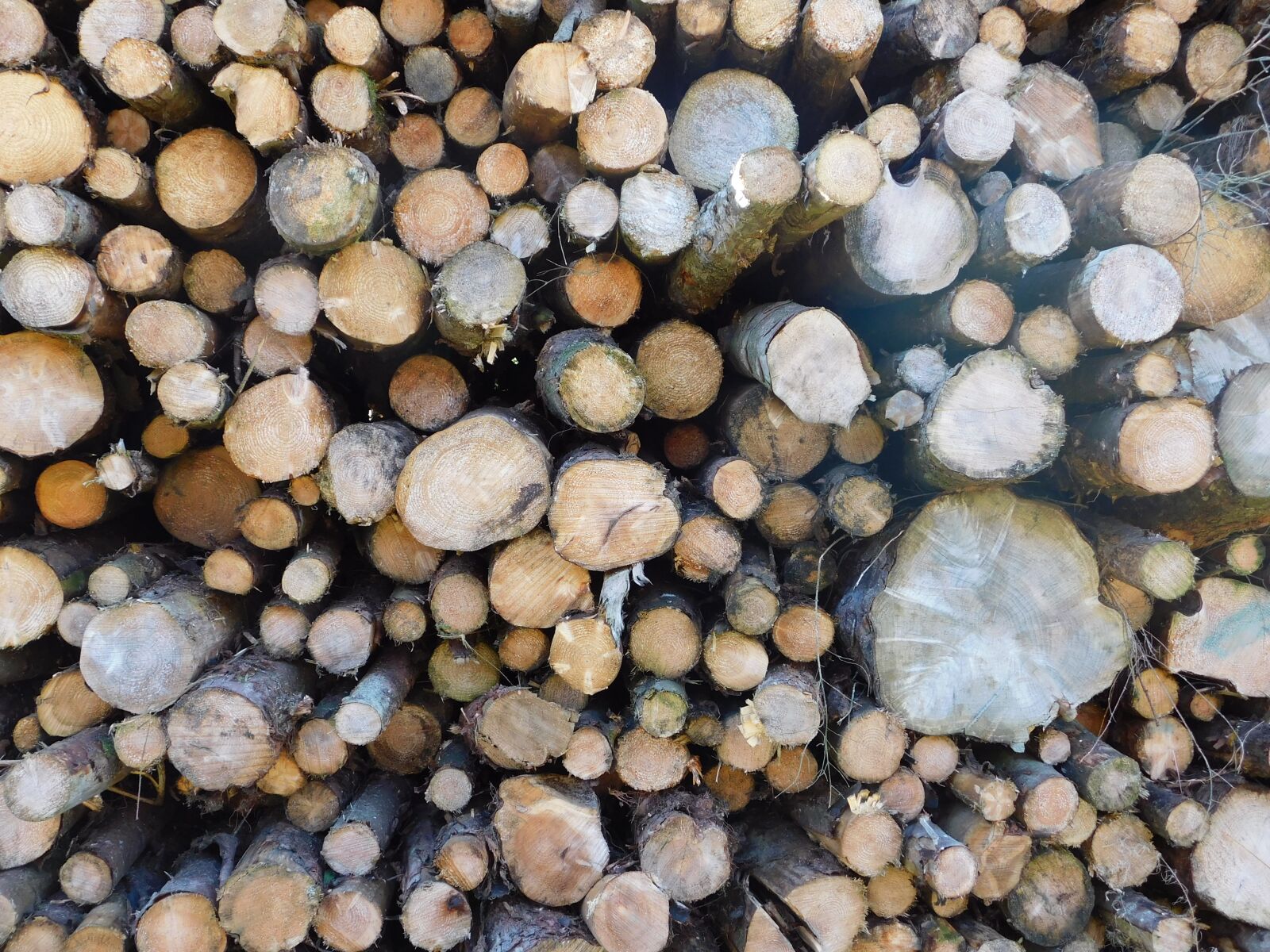 Nikon Coolpix B500 sample photo. Log, tree, lumber photography