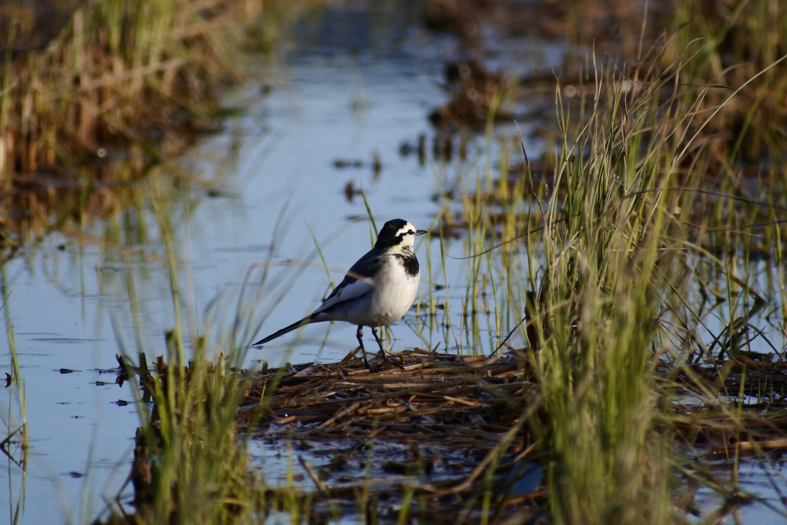 VR 70-300mm f/4.5-6.3G sample photo. Animal, waterside, yamada's rice photography