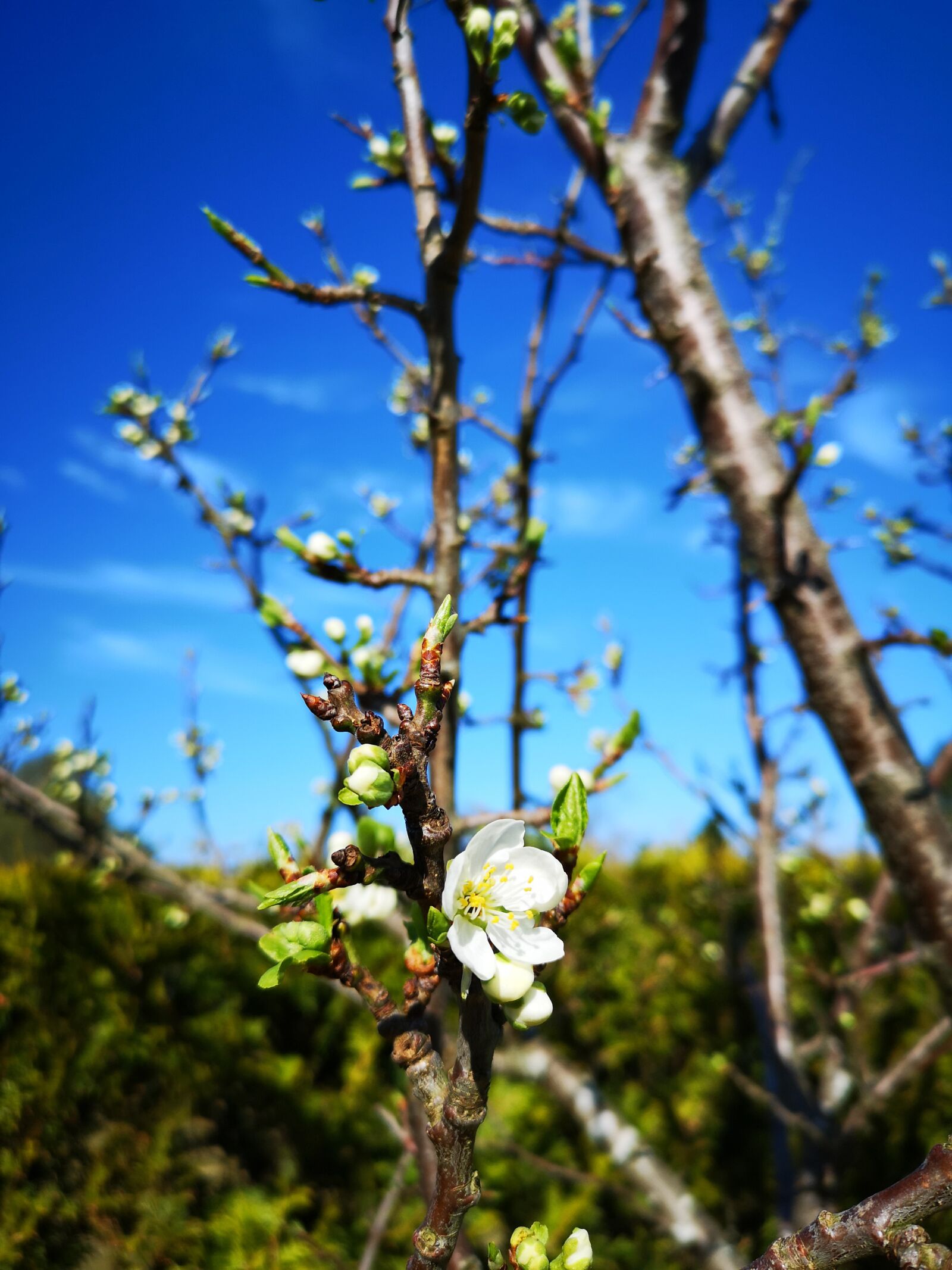HUAWEI CLT-L29 sample photo. Flower, summer, bloom photography