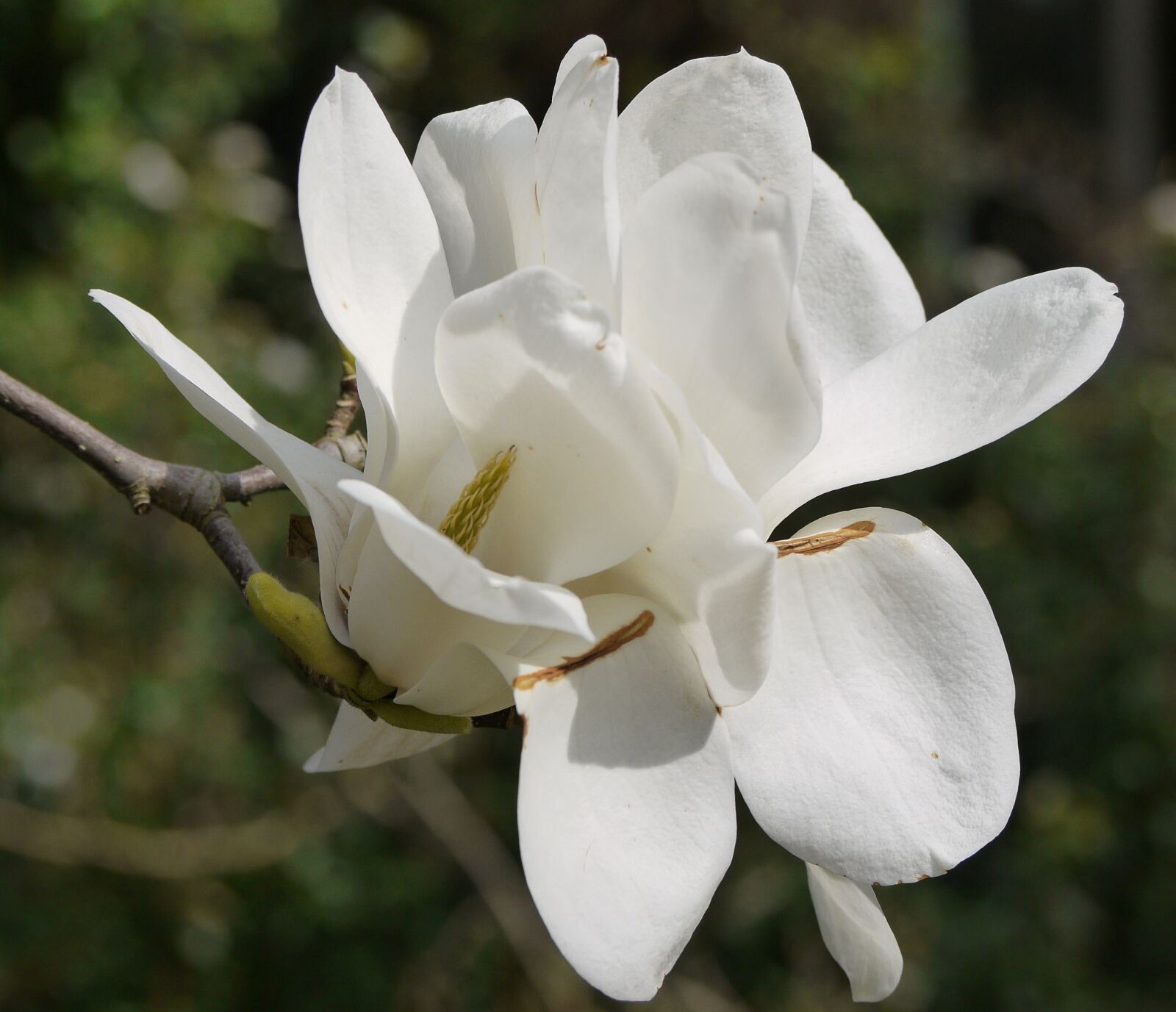 Panasonic Lumix DMC-G10 sample photo. Flower, white, magnolia photography