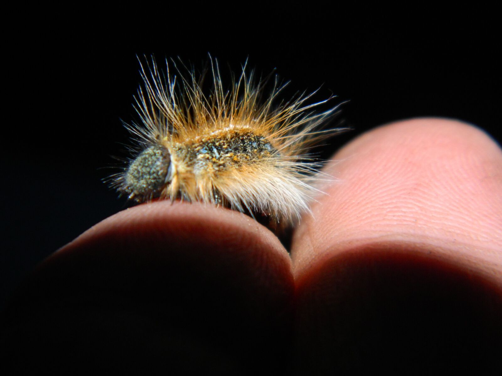 Nikon Coolpix L120 sample photo. Caterpillar, insect, trust photography