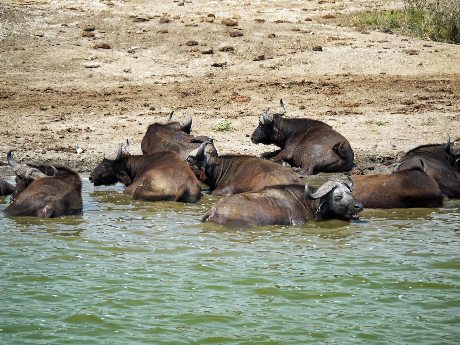 Panasonic Lumix DMC-G1 sample photo. Buffalo, swim, doze photography