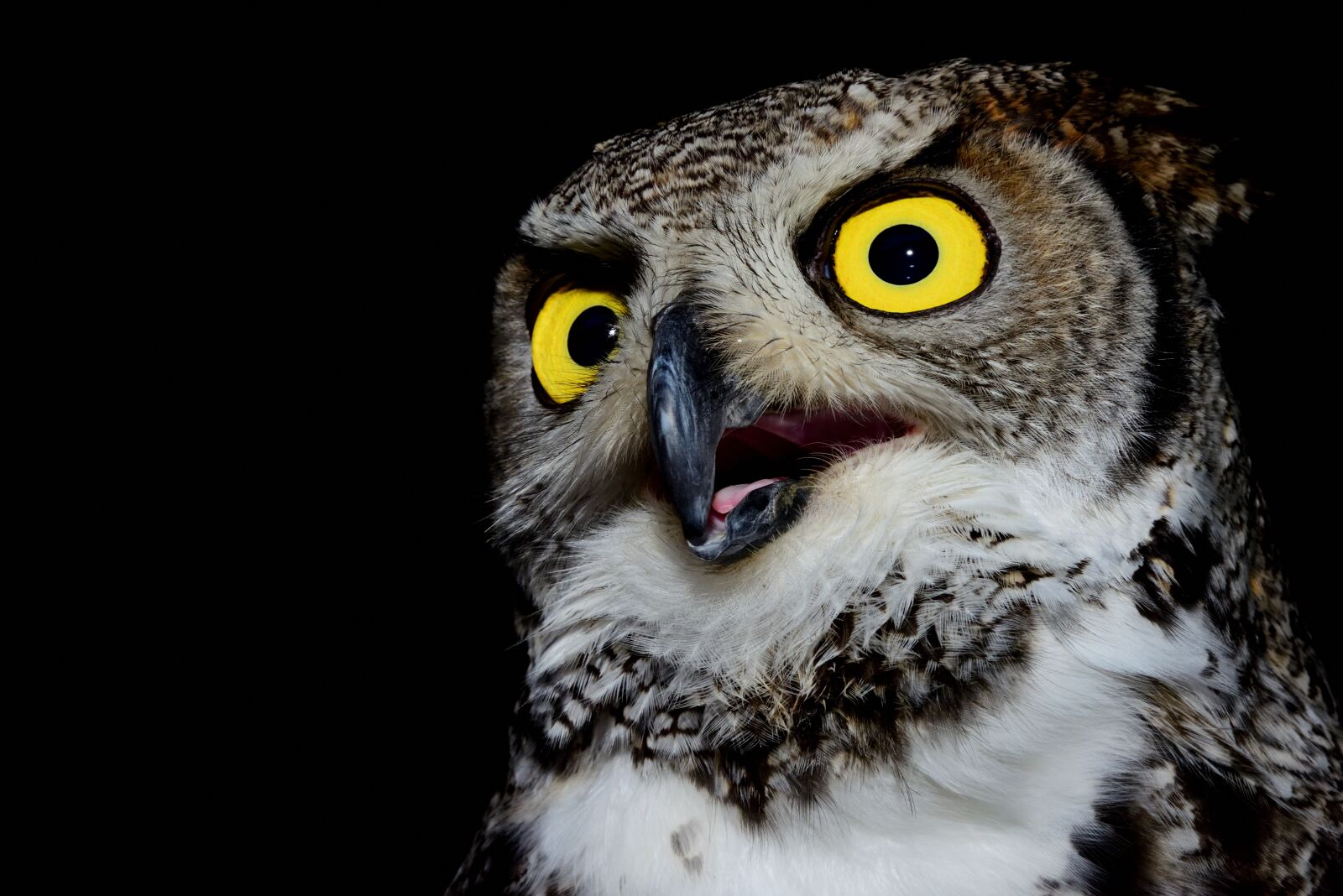 Nikon D810 sample photo. Owl, volatile, raptor photography