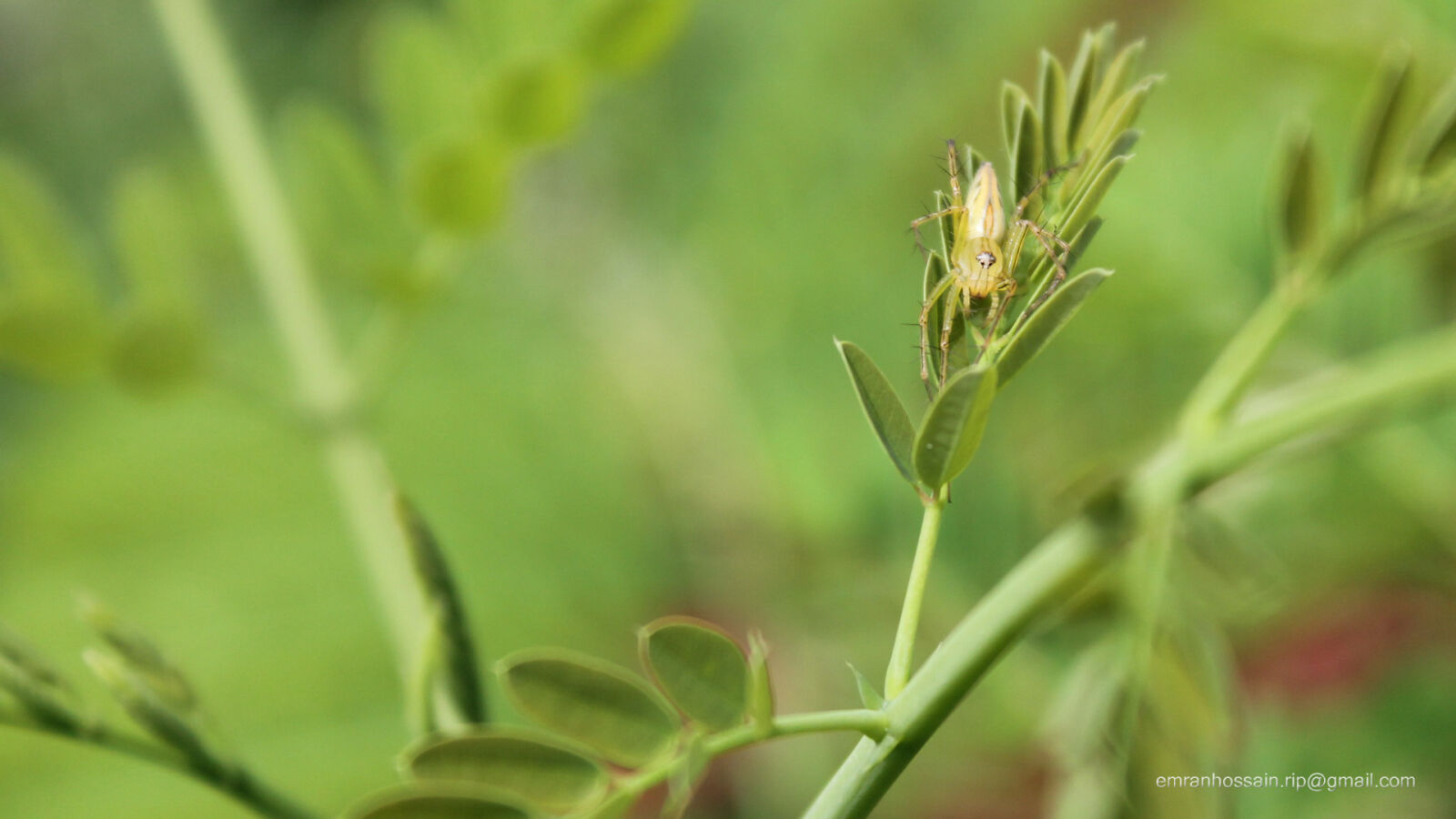 Canon EOS 1100D (EOS Rebel T3 / EOS Kiss X50) sample photo. Nature, nice, wallpaper photography