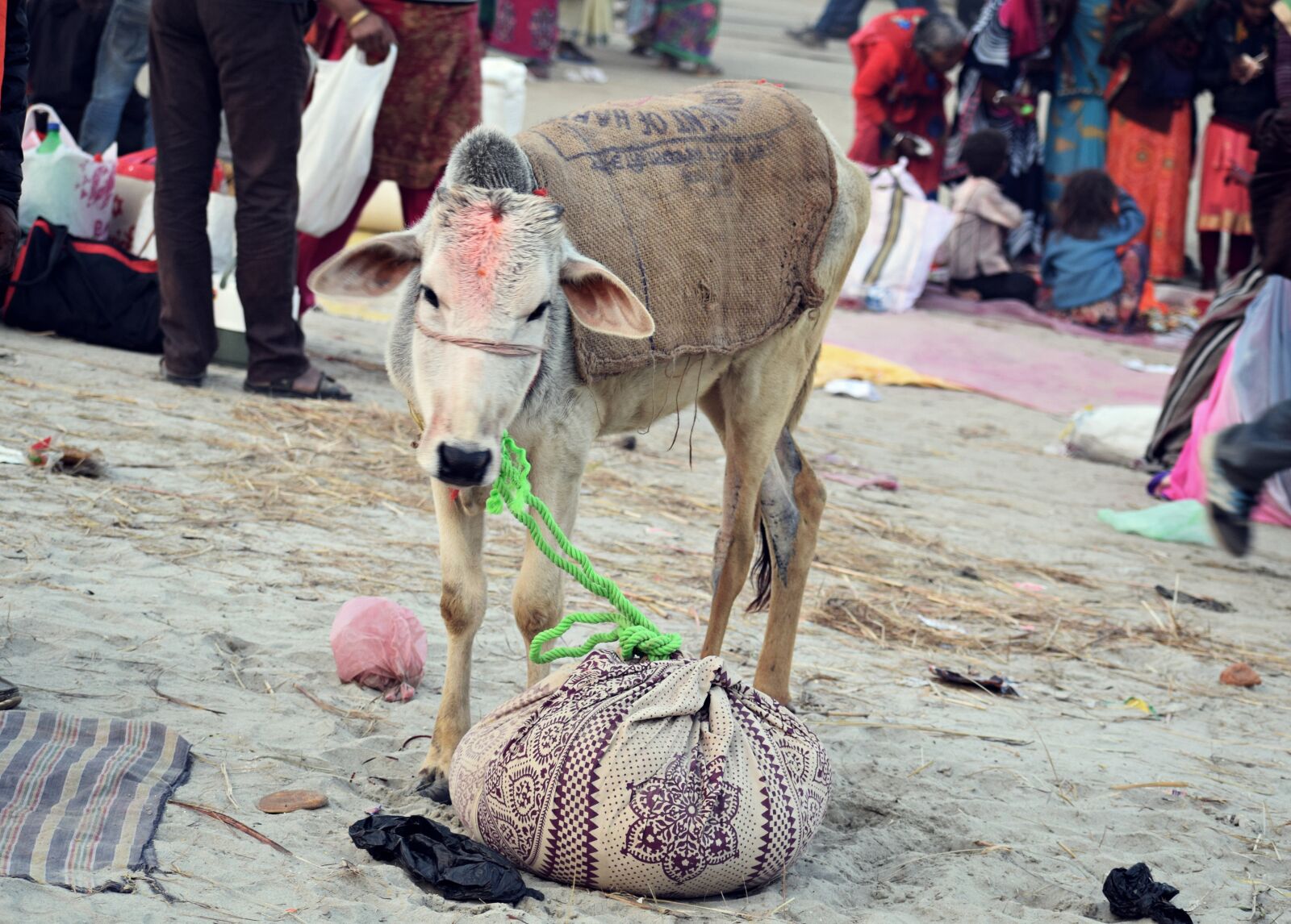 Nikon D3300 sample photo. Hinduism, sacred, cow photography