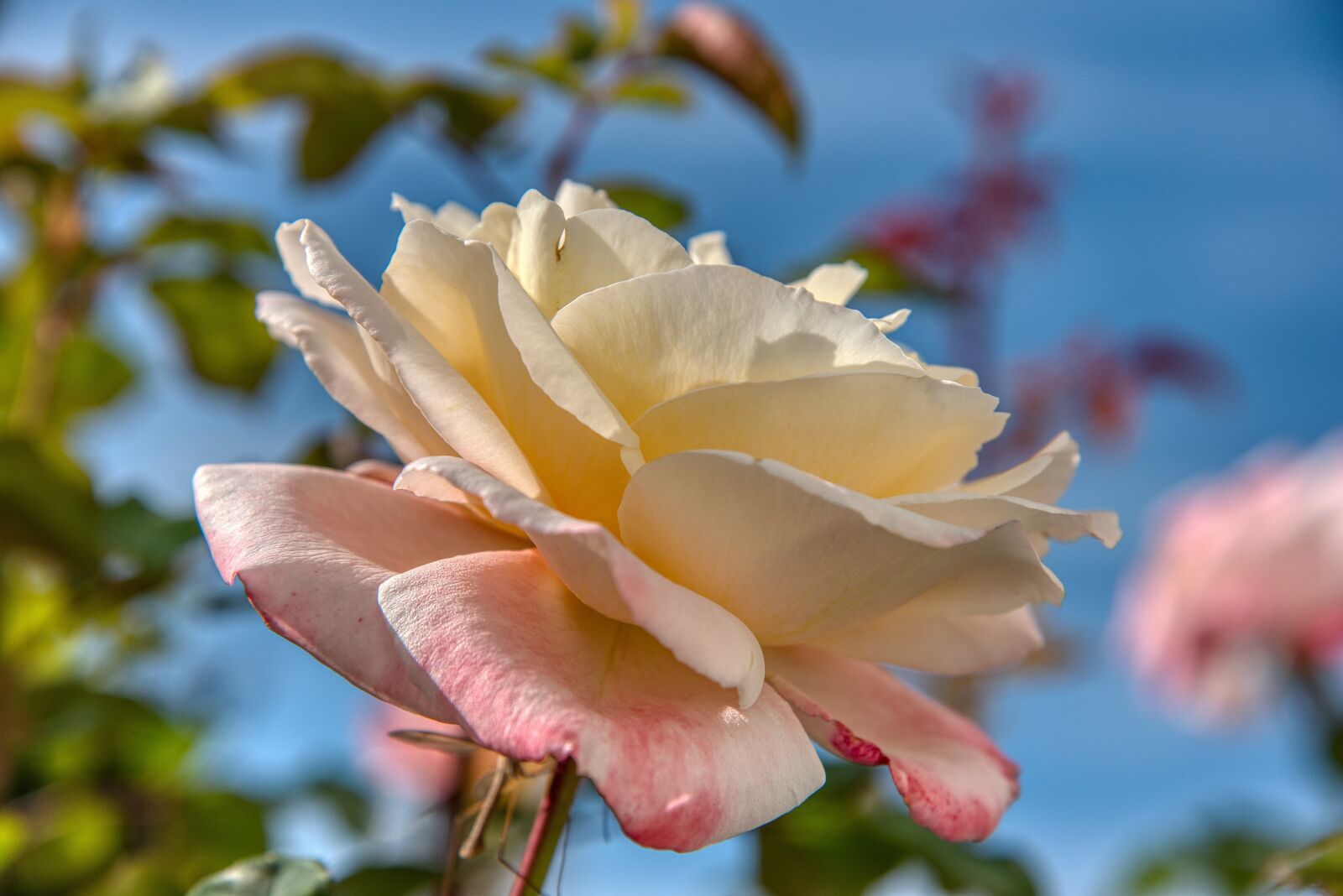 Nikon D750 sample photo. Rose, white, sunny photography
