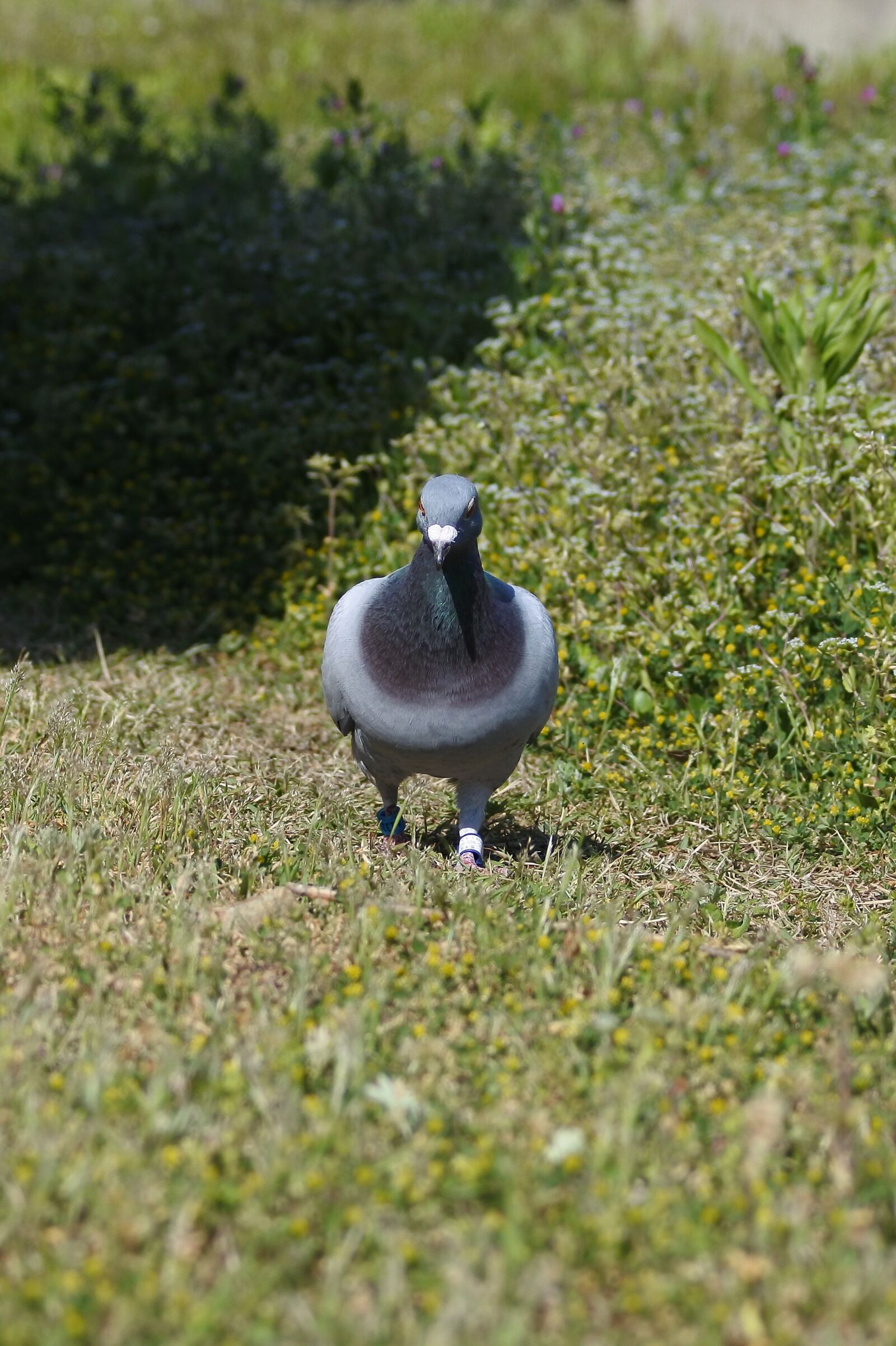 Nikon 1 J5 + VR 55-200mm f/4-5.6G sample photo. Animal, bird, dove photography
