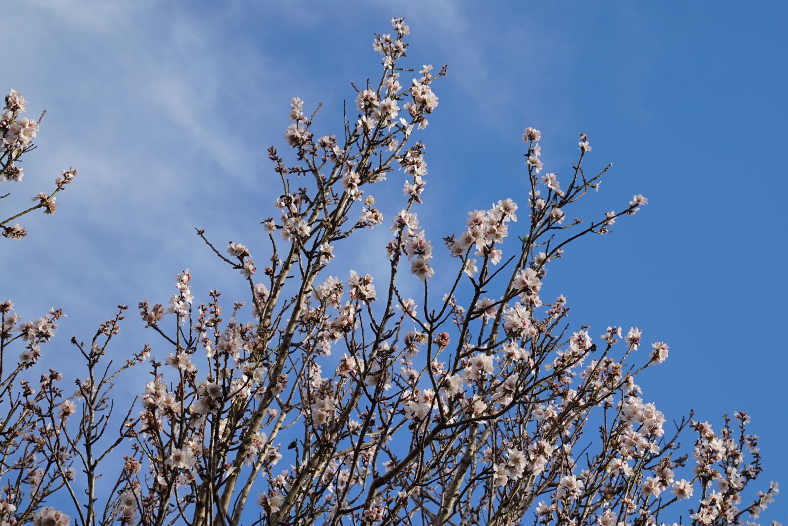 Sony a7S sample photo. Almond tree, winter, adelaide photography