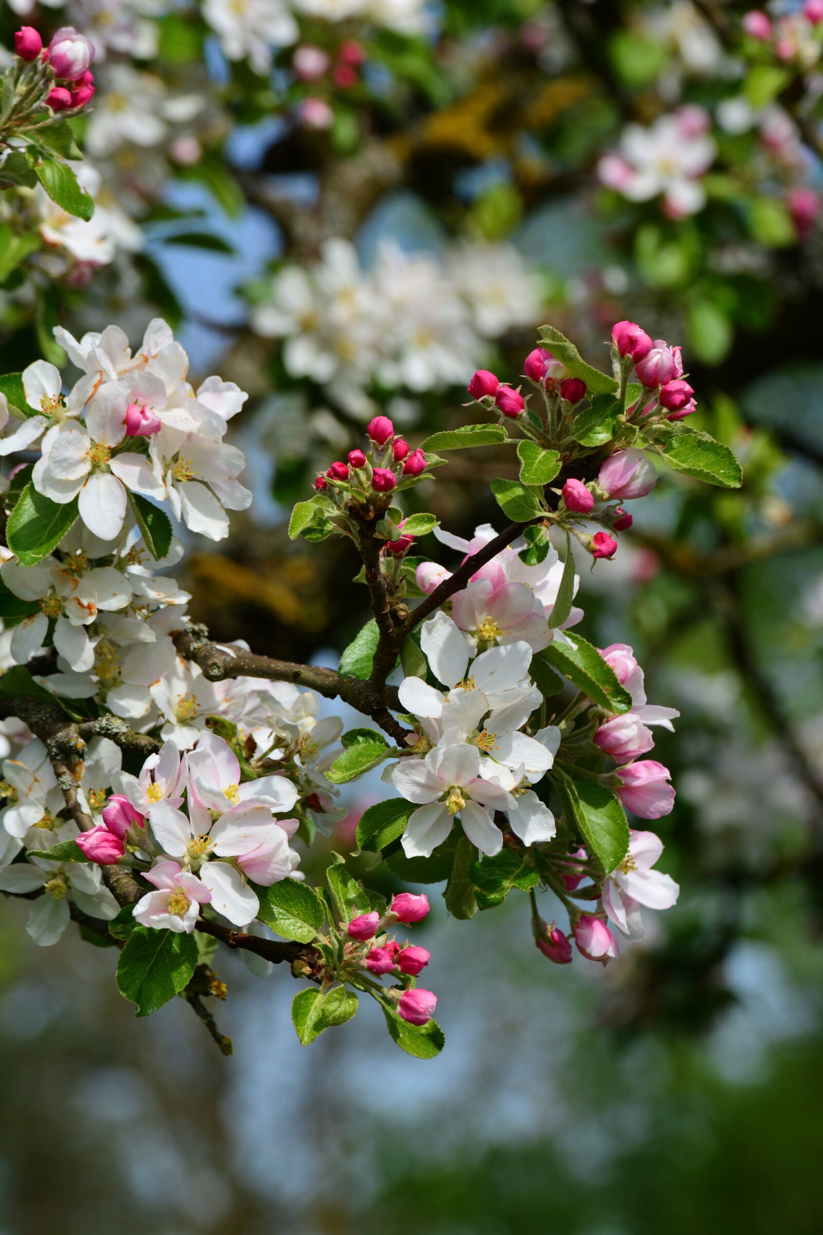 Nikon D5200 sample photo. Apple blossoms, apple tree photography