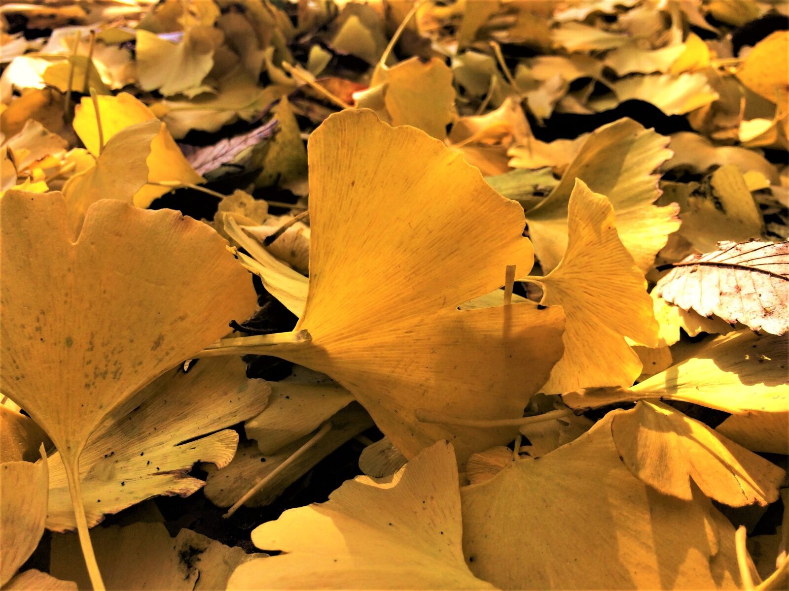 iPhone 5s back camera 4.15mm f/2.2 sample photo. Maidenhair tree, gingko tree photography