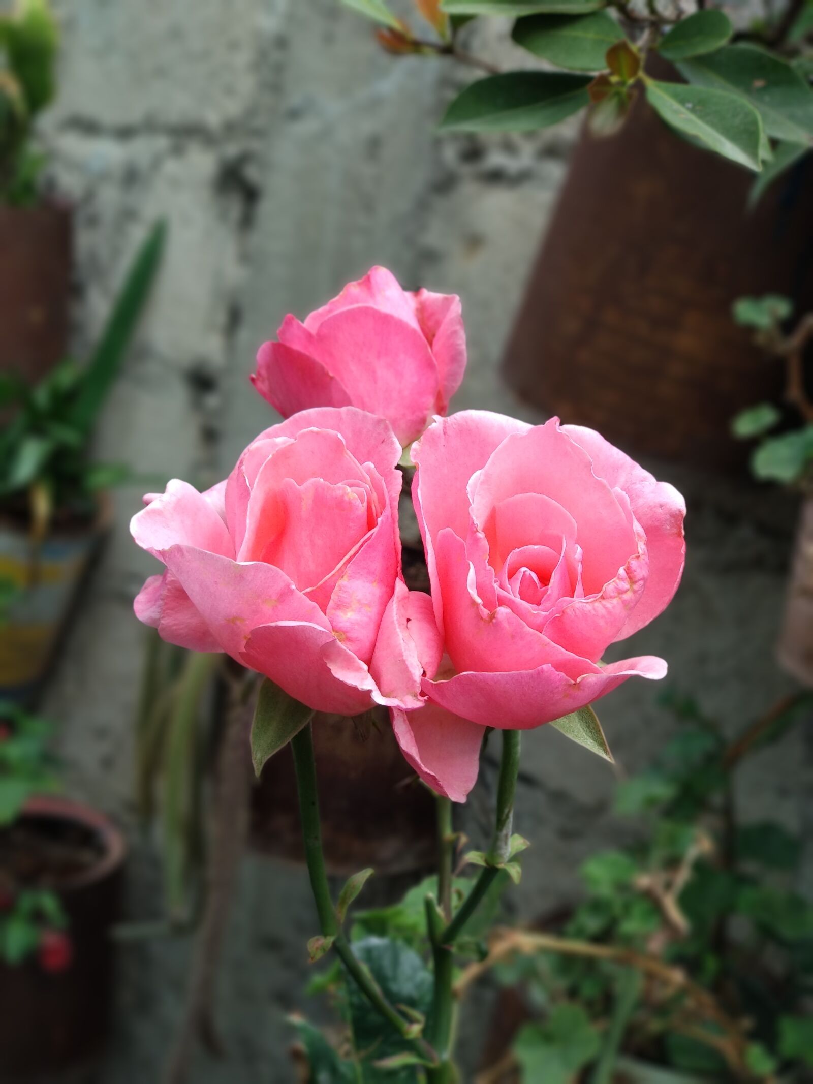 Xiaomi Mi A1 sample photo. Pink roses, flowers photography