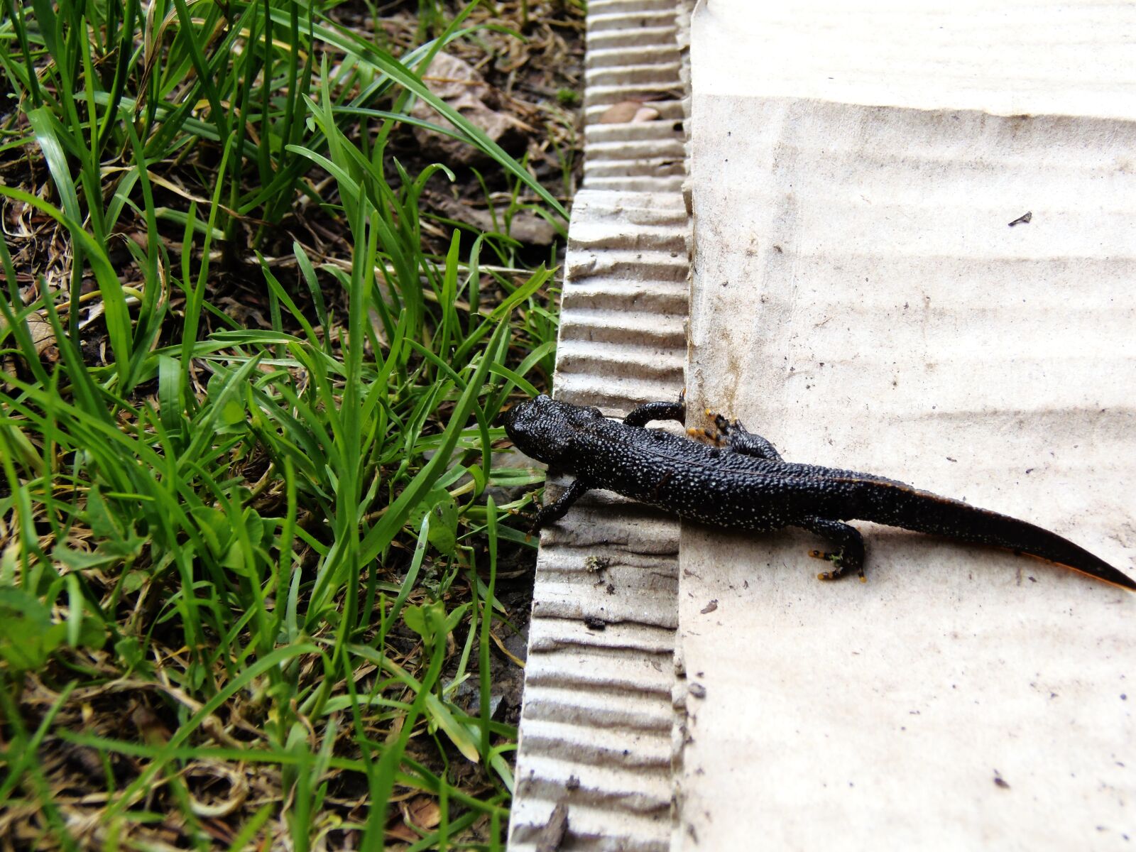 Olympus SP-810UZ sample photo. Great crested newt, newt photography
