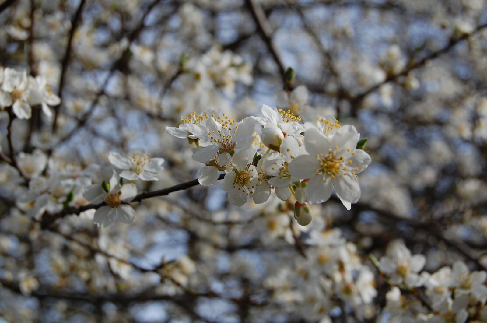 Nikon D40 sample photo. Blossom, spring, flowers photography