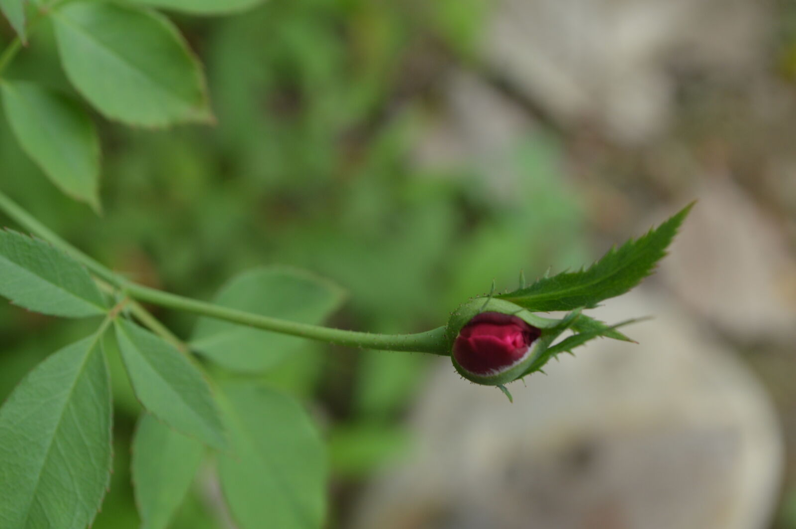 Nikon D3200 sample photo