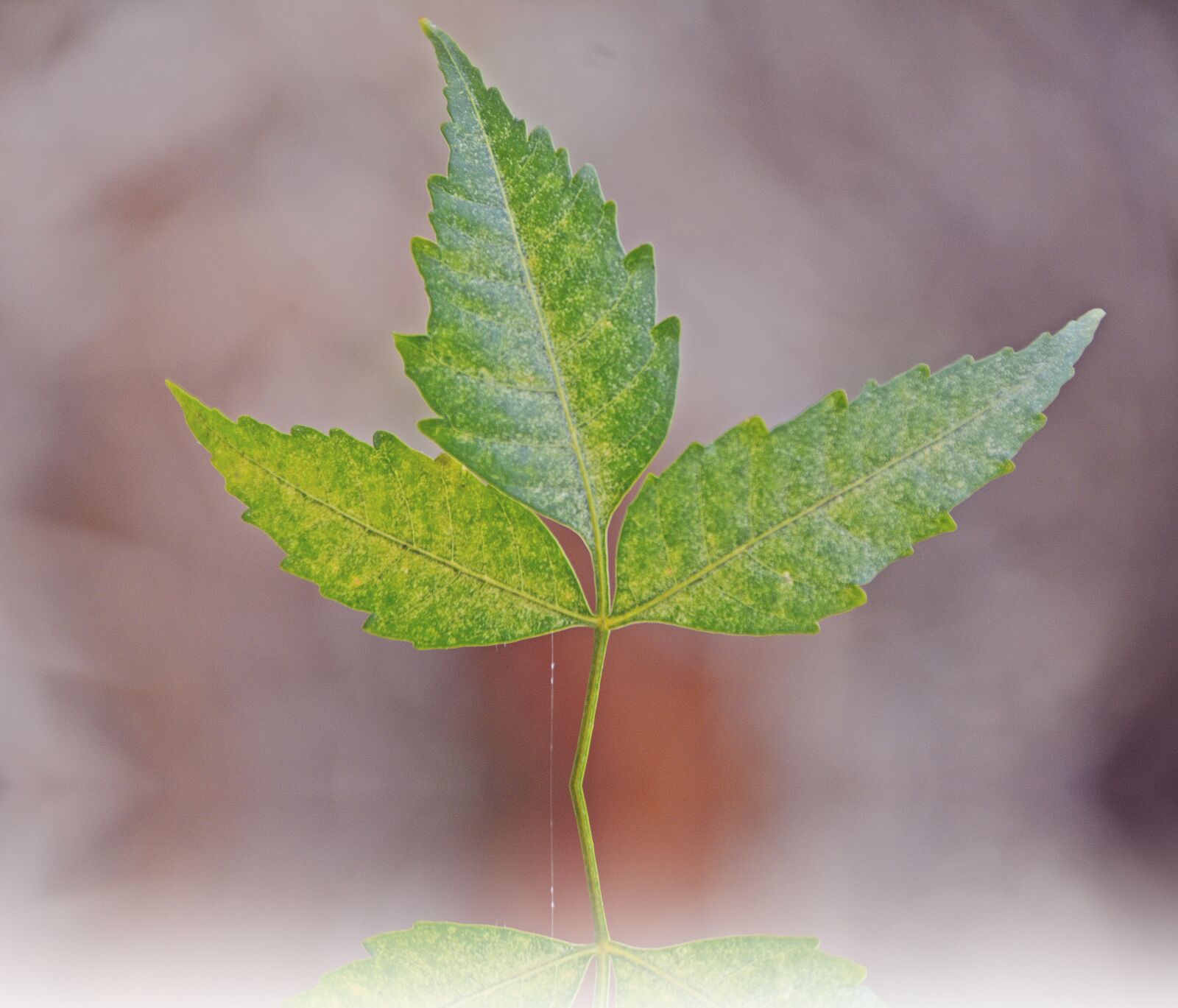 Nikon D5200 sample photo. Indian, neem leaf, nature photography