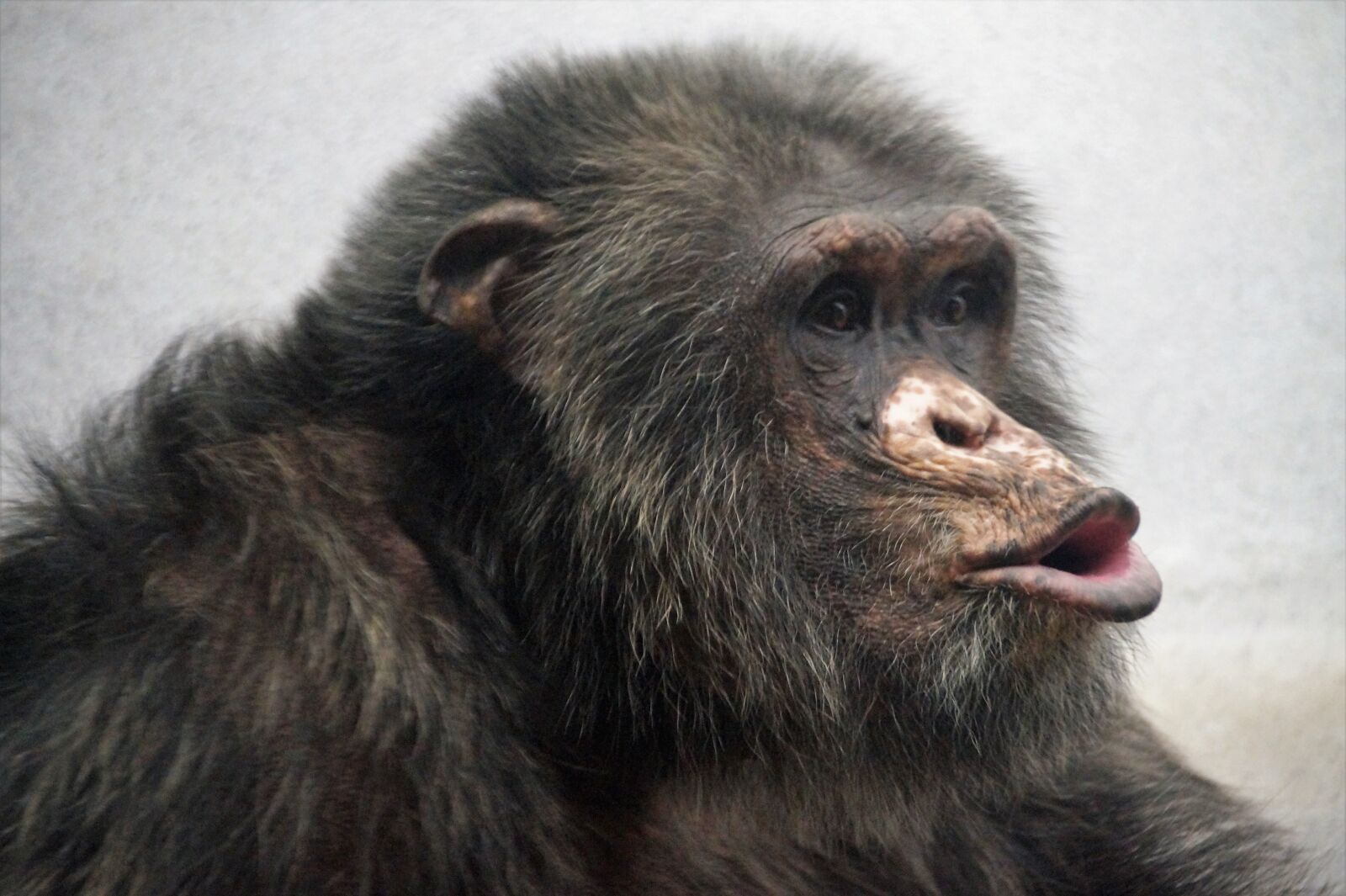 Sony SLT-A58 sample photo. Chimp, monkey, animal photography