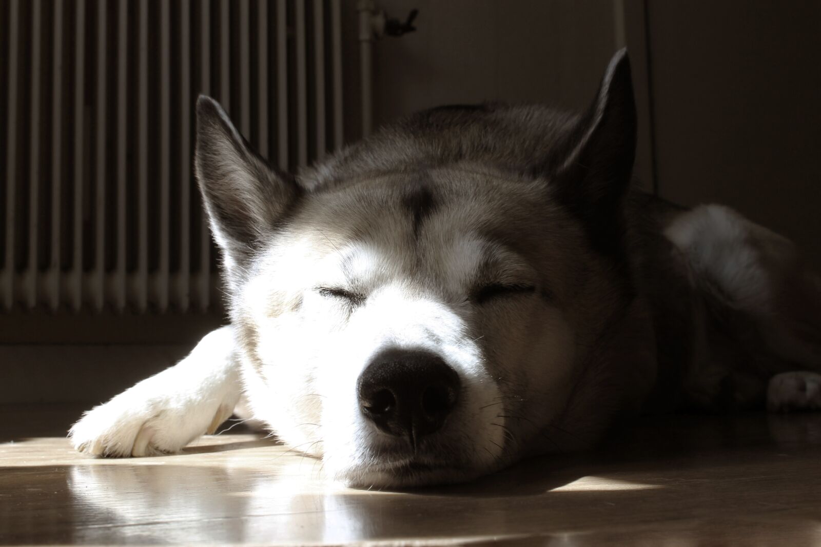 Canon EOS 1100D (EOS Rebel T3 / EOS Kiss X50) sample photo. Dog, house, nos photography