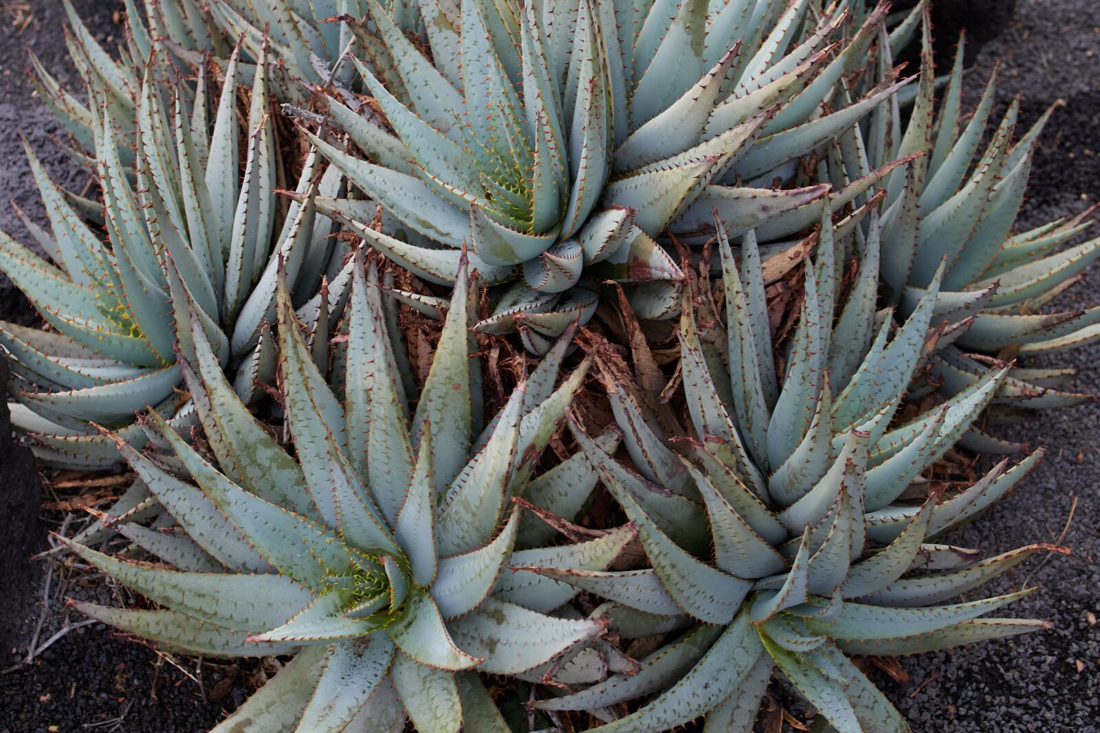 Canon EOS RP sample photo. Aloe, vera, plant photography