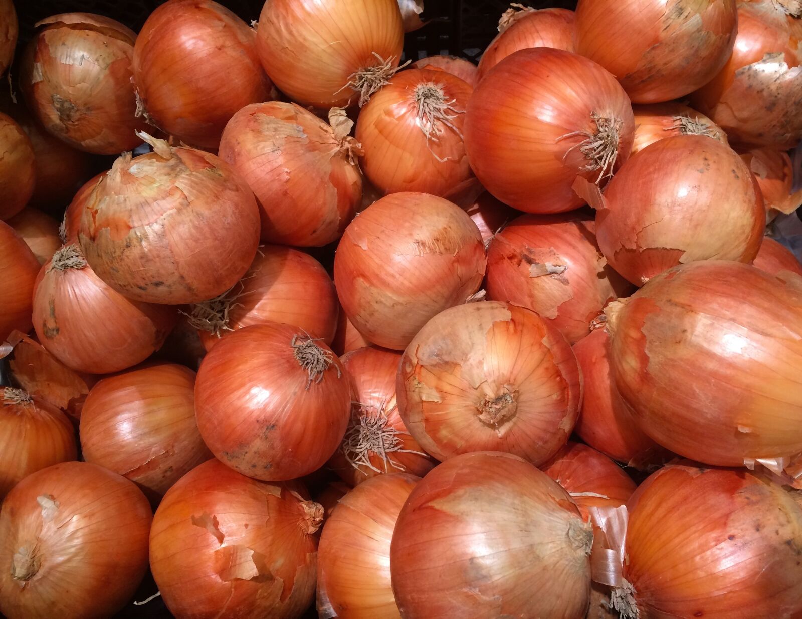 Apple iPhone 5s sample photo. Onions, orange, leather photography