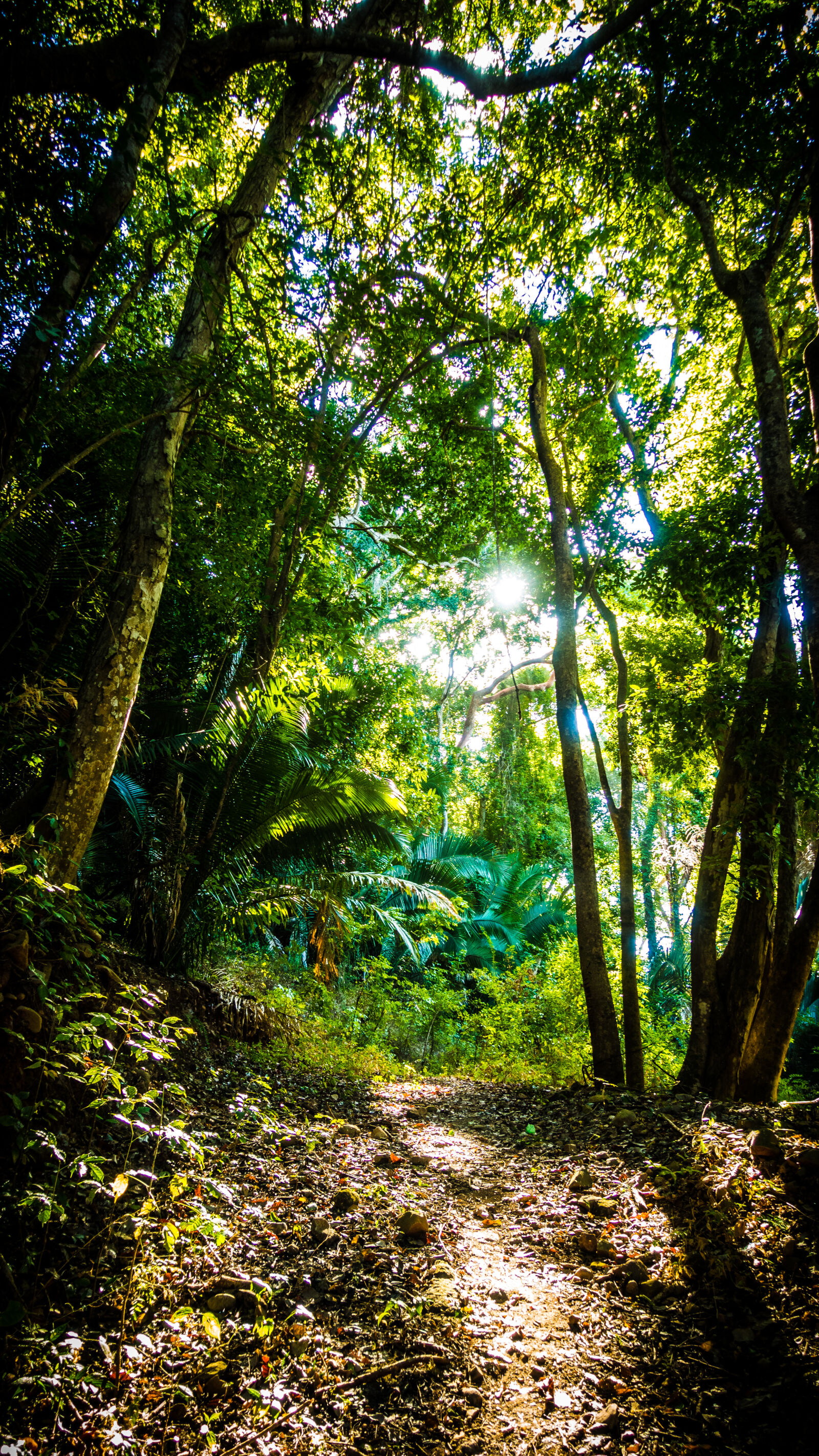 Sony Cyber-shot DSC-RX100 IV sample photo. Daylight, environment, foot, path photography
