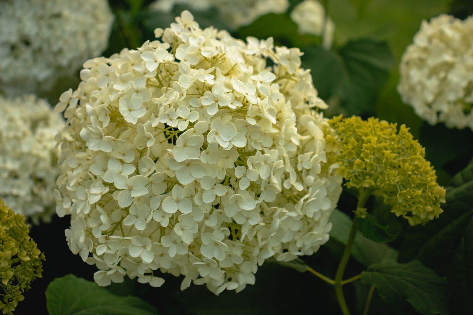 Canon EOS 77D (EOS 9000D / EOS 770D) sample photo. Flowers, flower, bud photography