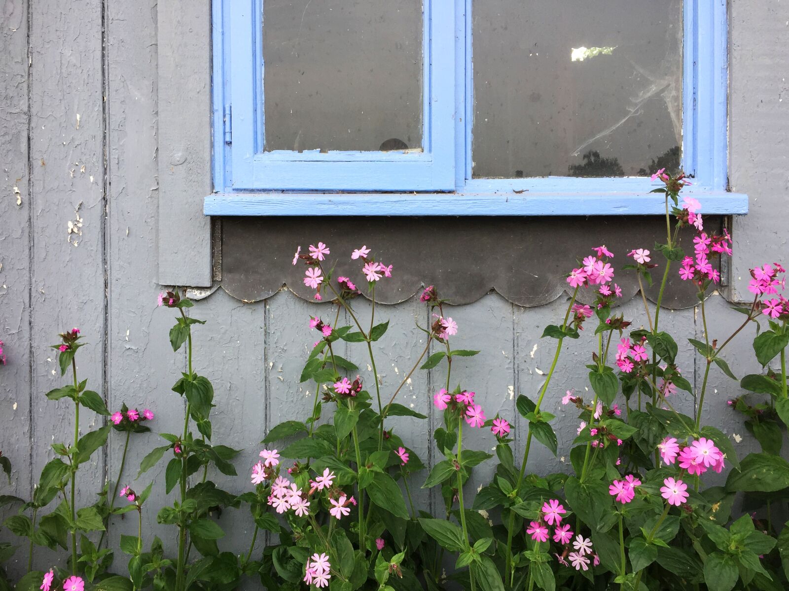 Apple iPhone 6 sample photo. Country, cottage, nature photography