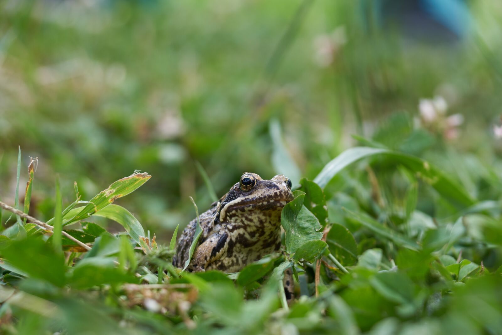 Sony ILCA-77M2 sample photo. Frog, grass, meadow photography