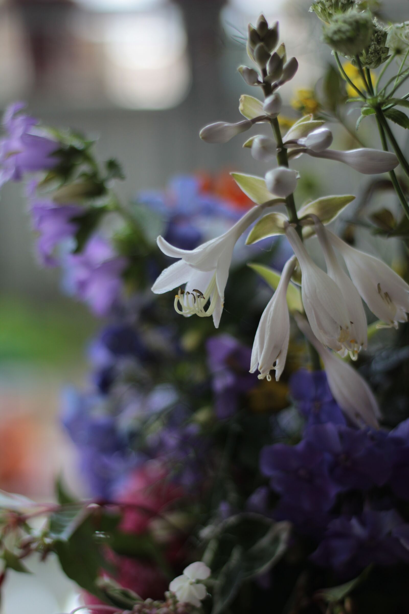 Canon EOS 600D (Rebel EOS T3i / EOS Kiss X5) + Canon EF 50mm F1.8 STM sample photo. Hosta, flower, white photography