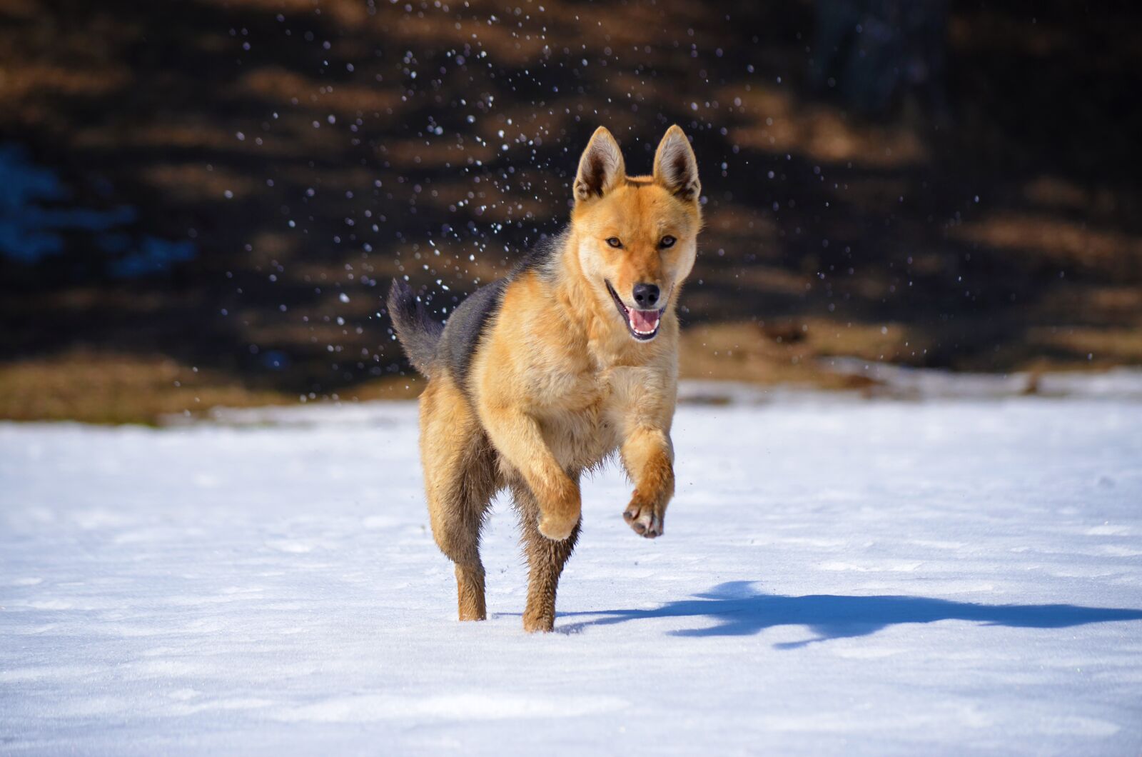 Nikon D7000 sample photo. Dog, fox, predator photography